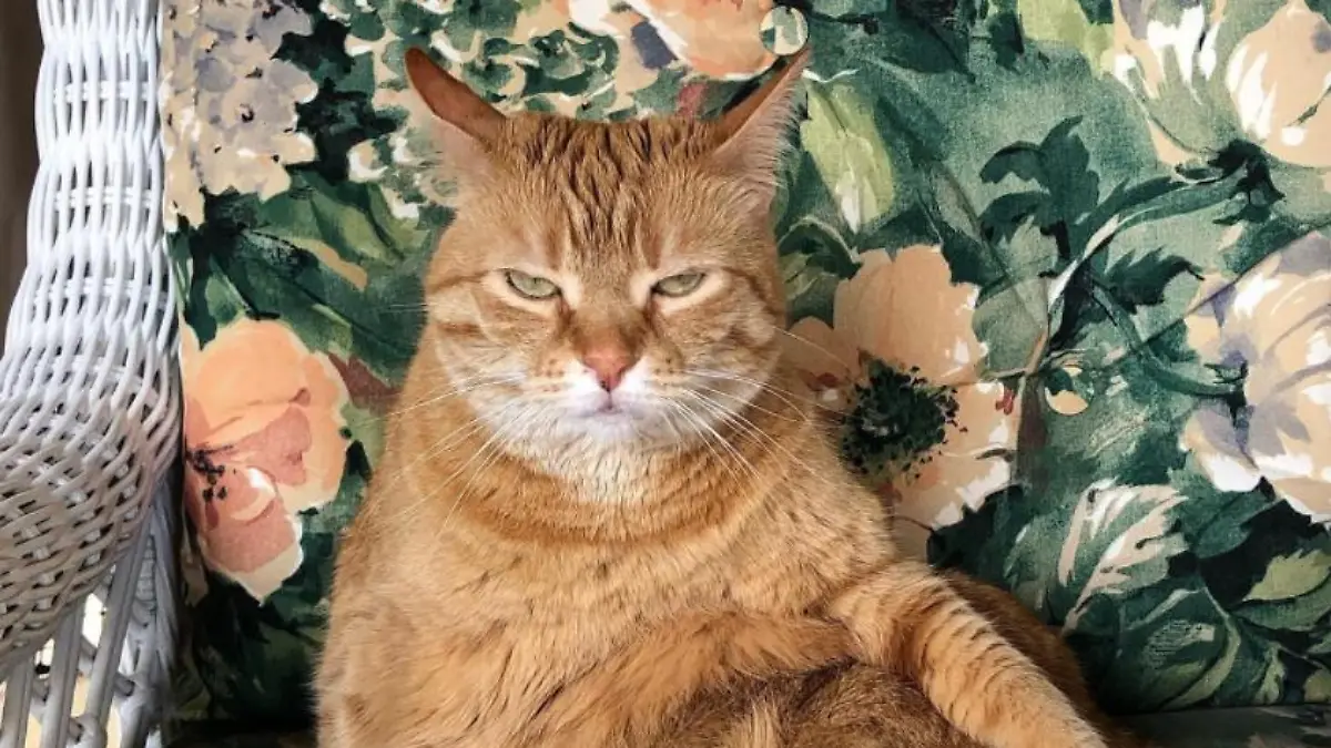 Kater Nanoos sitzt auf einem Stuhl und guckt grimmig.