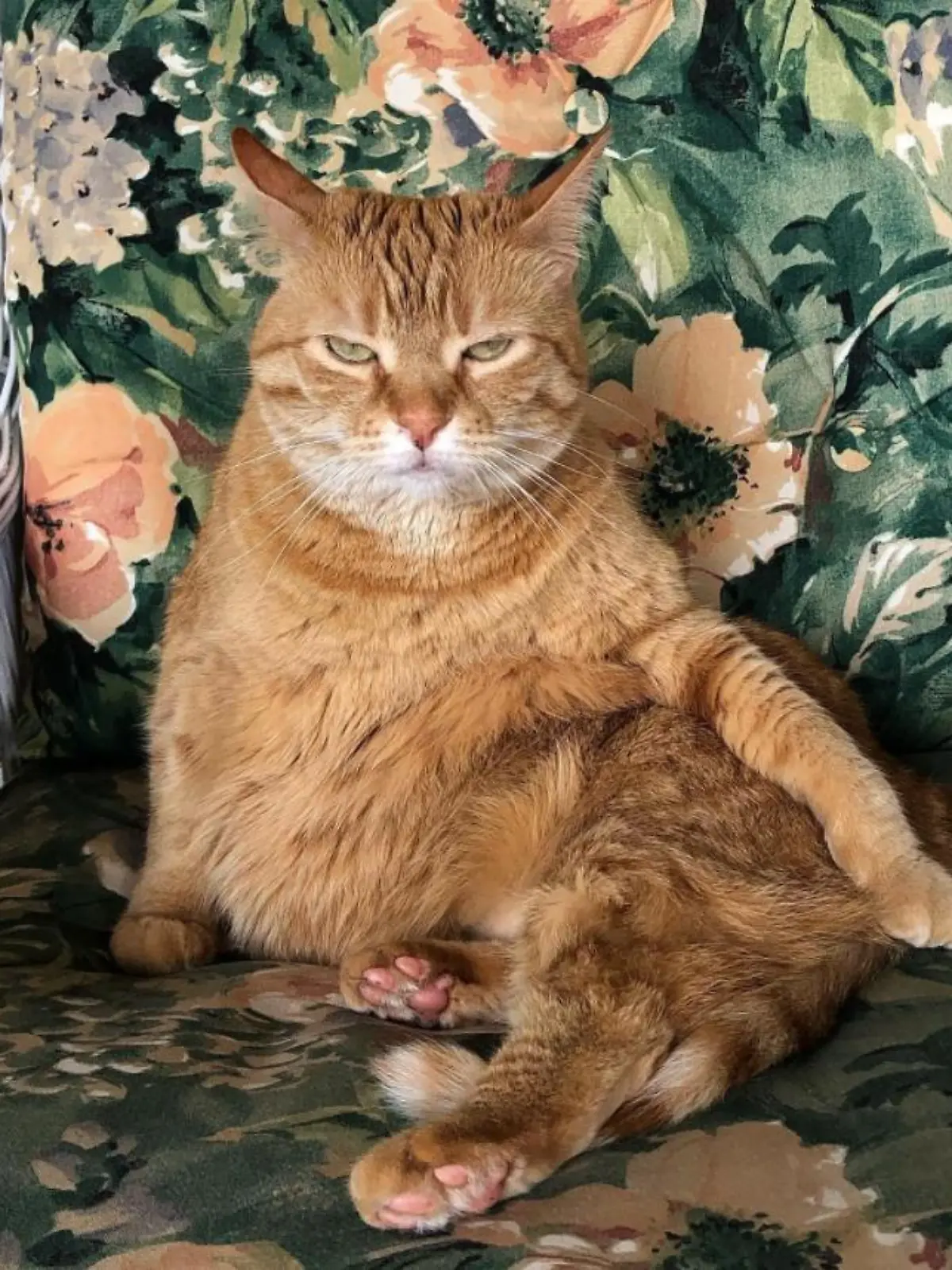Kater Nanoos sitzt auf einem Stuhl und guckt grimmig.