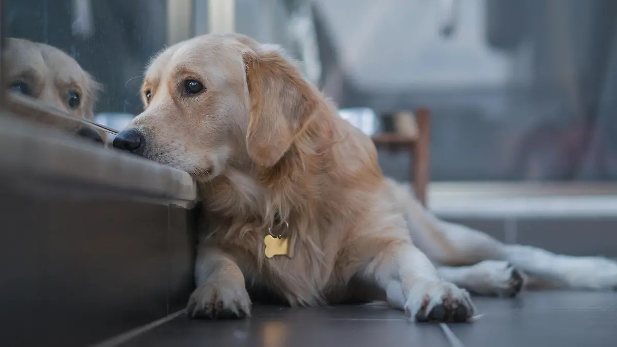 Dog at balcony looking at city view wishing to go for walk outside