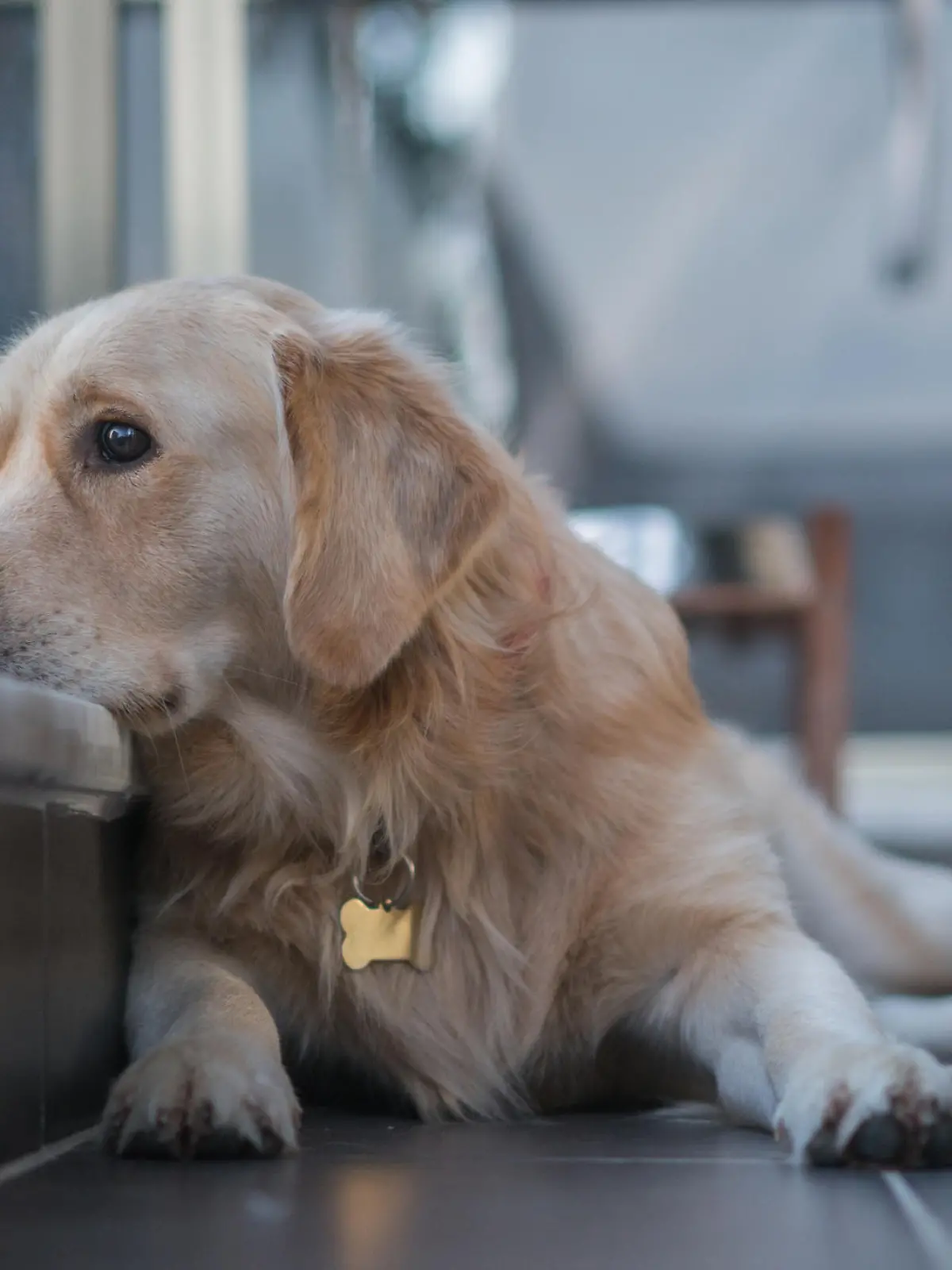 Dog at balcony looking at city view wishing to go for walk outside