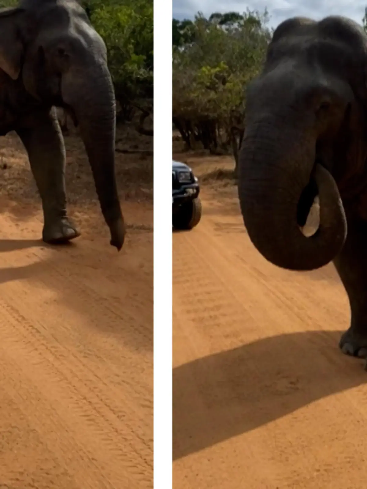Auf einer Safari in Sri Lanka, wollen zwei Freundinnen nur einen Schnappschuss von einem passierenden Elefanten machen, als einer von ihnen das Handy aus dem Truck fällt.