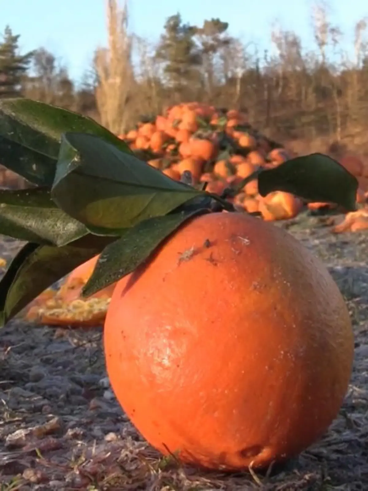 Das sind keine Kürbisse.
Jemand hat die Orangen fallen lassen.
Es sieht aus wie ein schlechter Halloween-Streich.
Aber wo kommen die seltsamen Früchte her?
Hoffentlich wird der Täter bald gefasst.