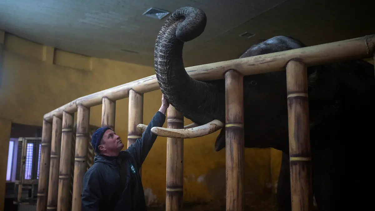 01.03.2022, Ukraine, Kiew: Tierpfleger Kirilo Trantin beruhigt einen Elefanten im Kiewer Zoo. Foto: Emilio Morenatti/AP/dpa +++ dpa-Bildfunk +++