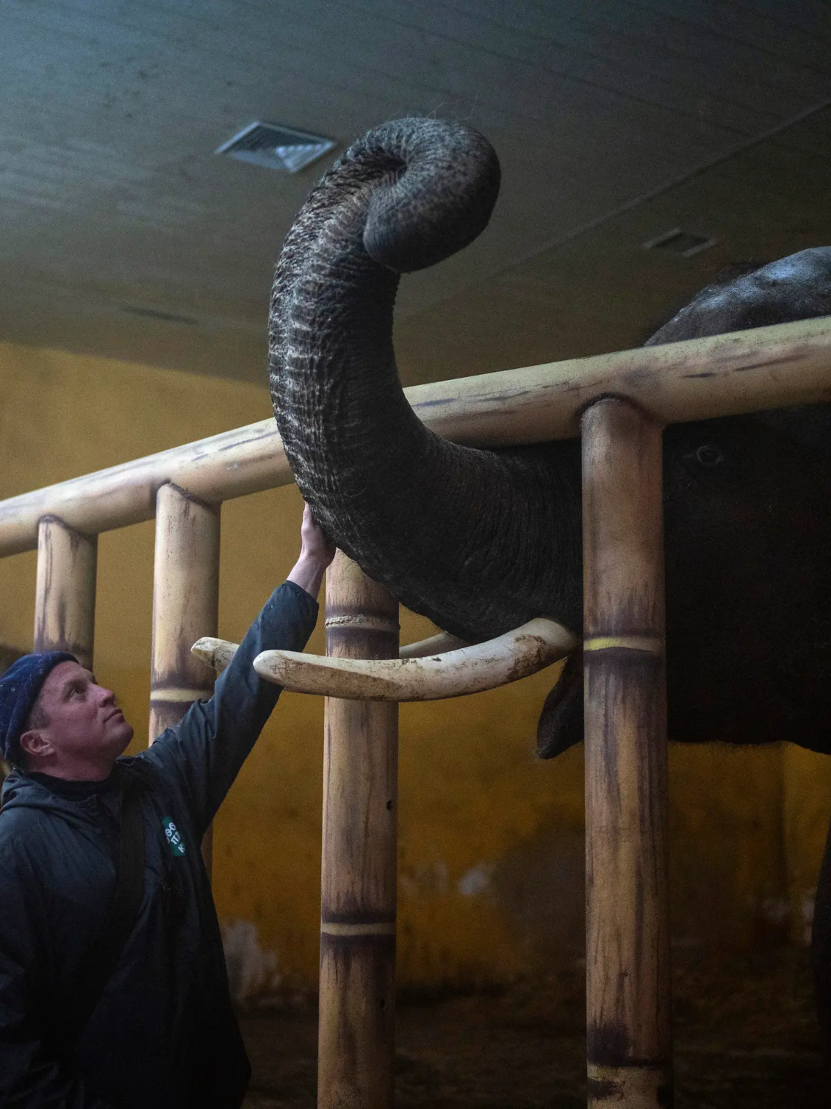 01.03.2022, Ukraine, Kiew: Tierpfleger Kirilo Trantin beruhigt einen Elefanten im Kiewer Zoo. Foto: Emilio Morenatti/AP/dpa +++ dpa-Bildfunk +++