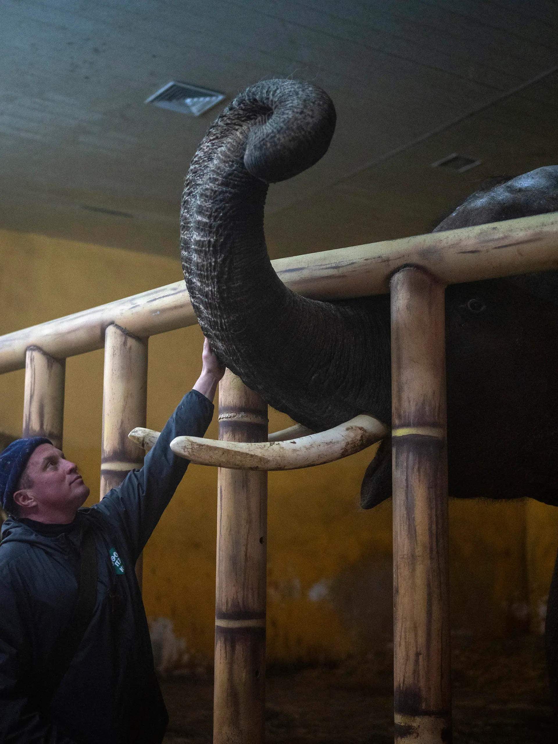01.03.2022, Ukraine, Kiew: Tierpfleger Kirilo Trantin beruhigt einen Elefanten im Kiewer Zoo. Foto: Emilio Morenatti/AP/dpa +++ dpa-Bildfunk +++