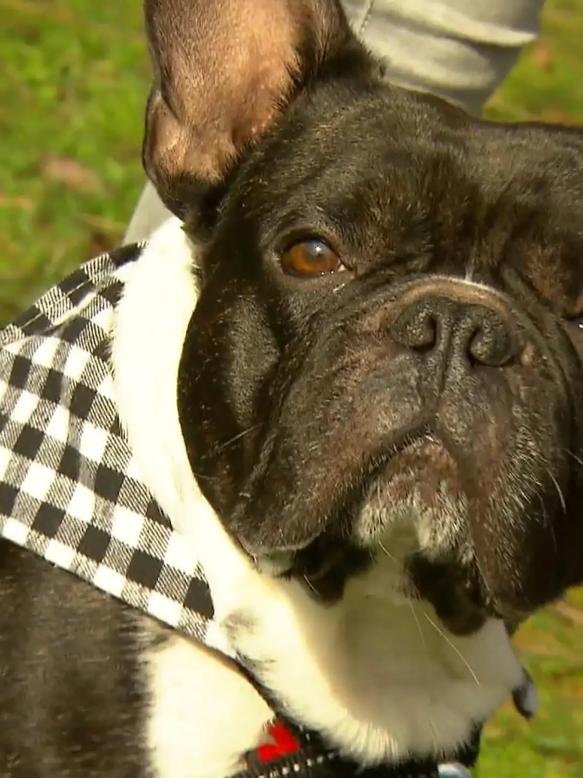 Bild zu: "Kinder lernen alles über Hunde"