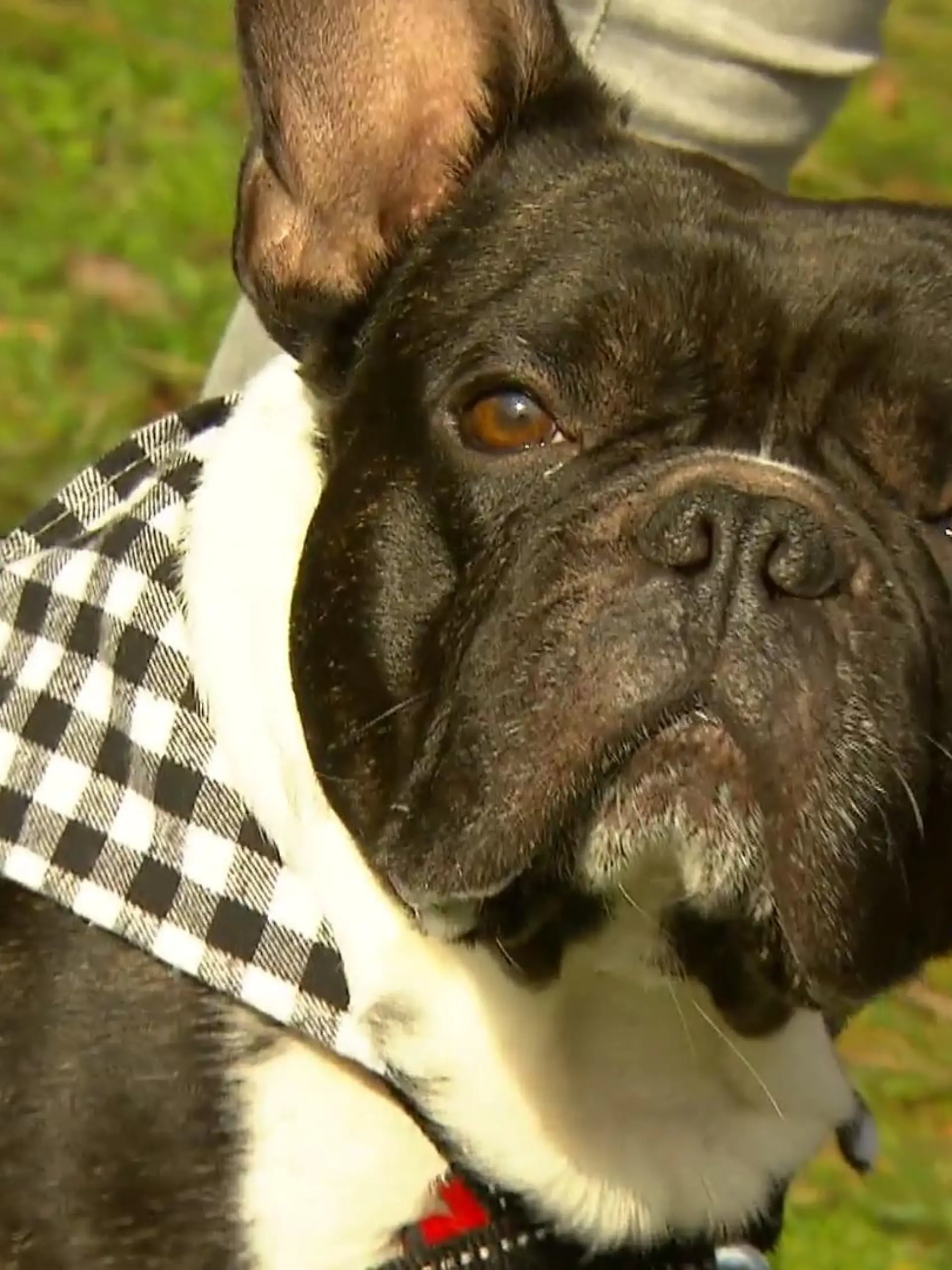 Bild zu: "Kinder lernen alles über Hunde"