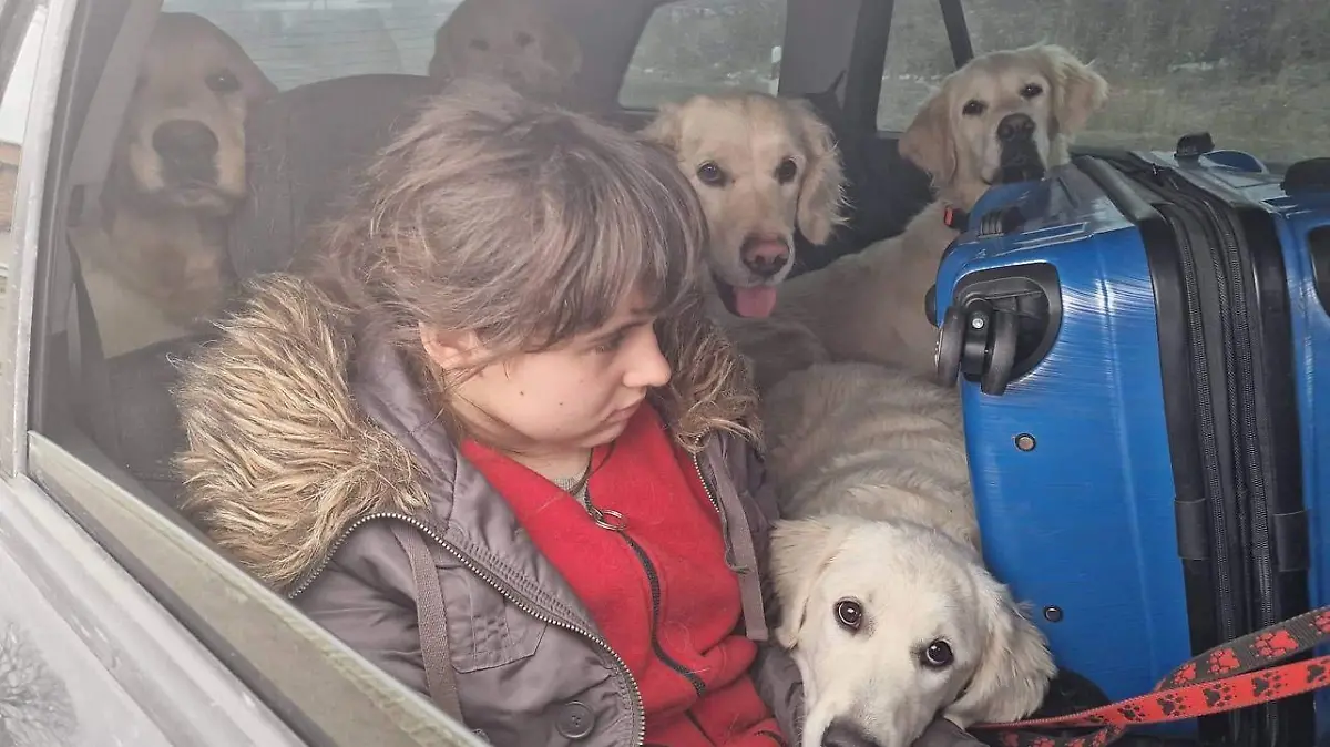 Blick in ein Auto voller ukrainischer Golden Retriever