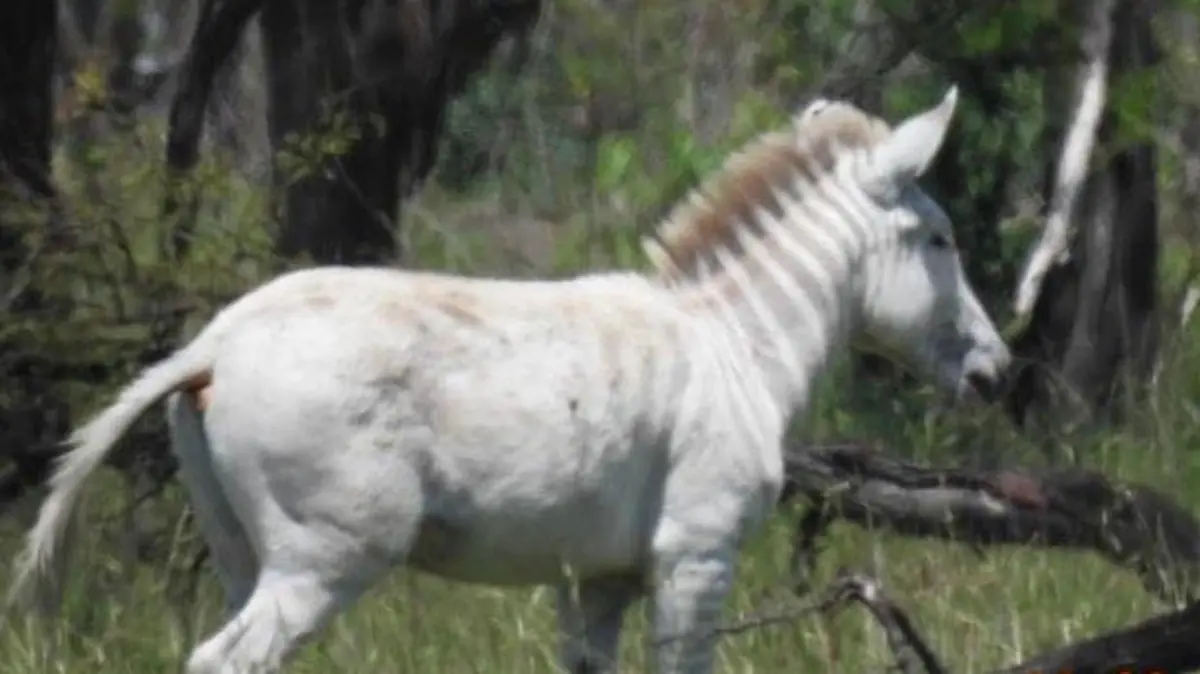 Im Serengeti Nationalpark wurde ein Albino-Zebrafohlen entdeckt.
