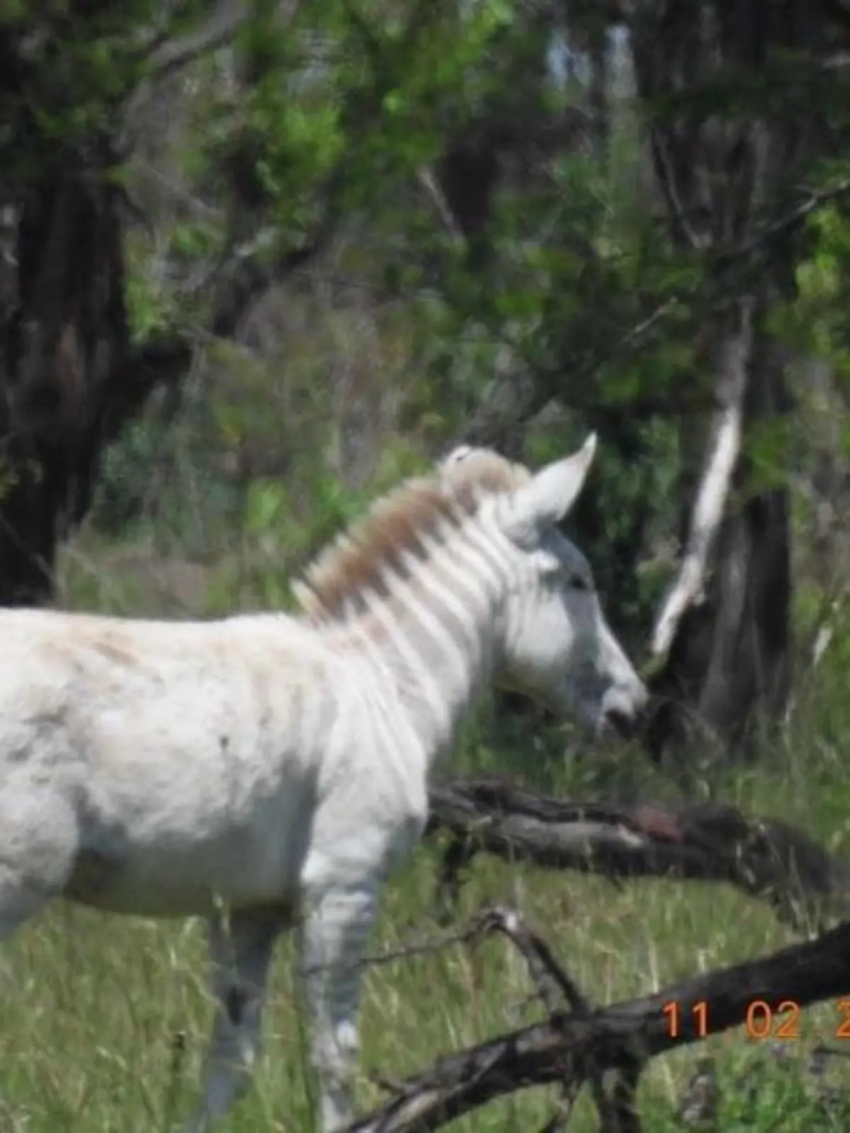 Im Serengeti Nationalpark wurde ein Albino-Zebrafohlen entdeckt.