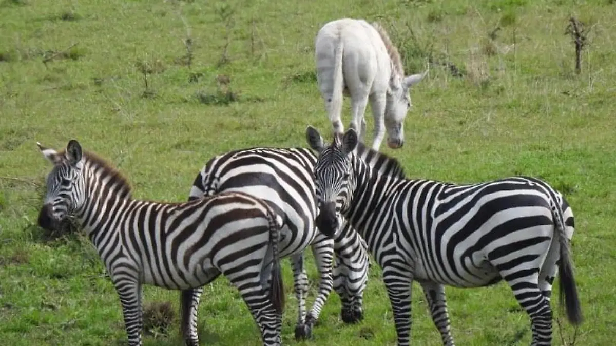 Albino-Zebra Ndasiata unterscheidet sich eindeutig von den anderen Tieren im Serengeti Nationalpark in Tansania.