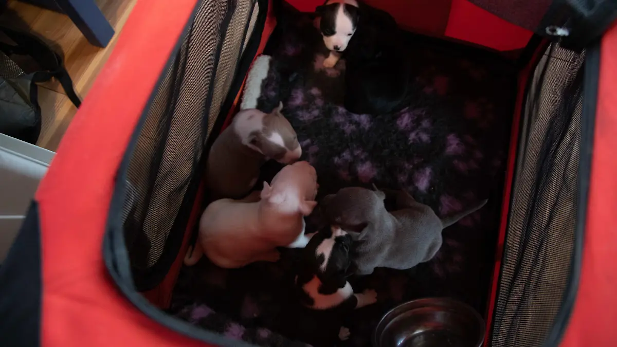 Hundewelpen in einer roten Box