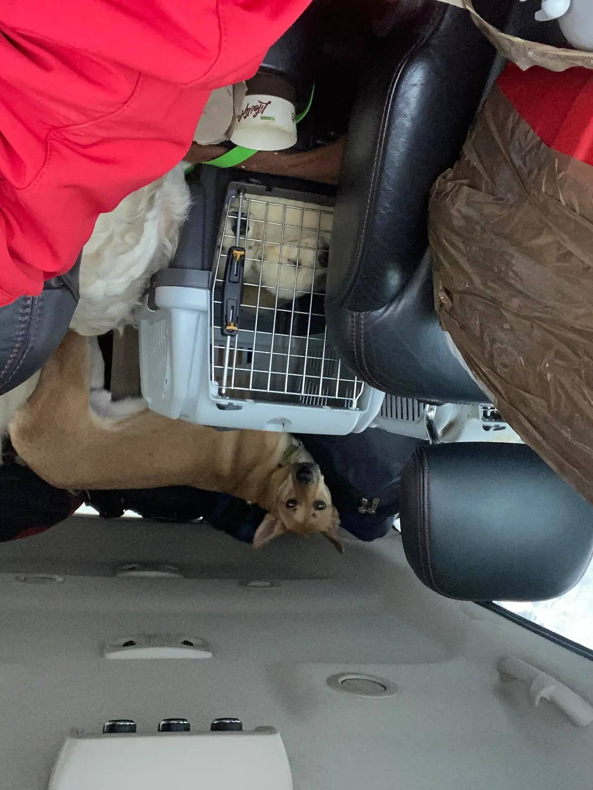 Bild vom inneren eines Autos, darin zu sehen: Käfige mit Hunden aus der Ukraine
