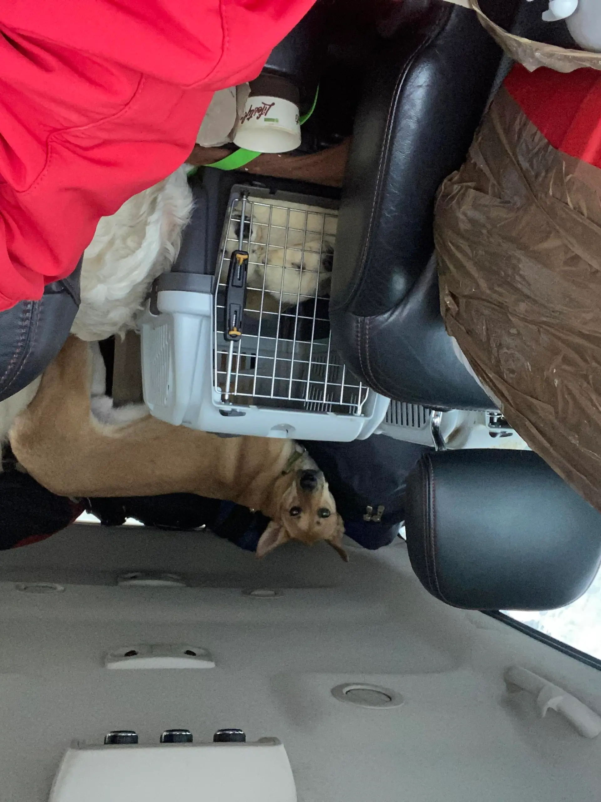 Bild vom inneren eines Autos, darin zu sehen: Käfige mit Hunden aus der Ukraine