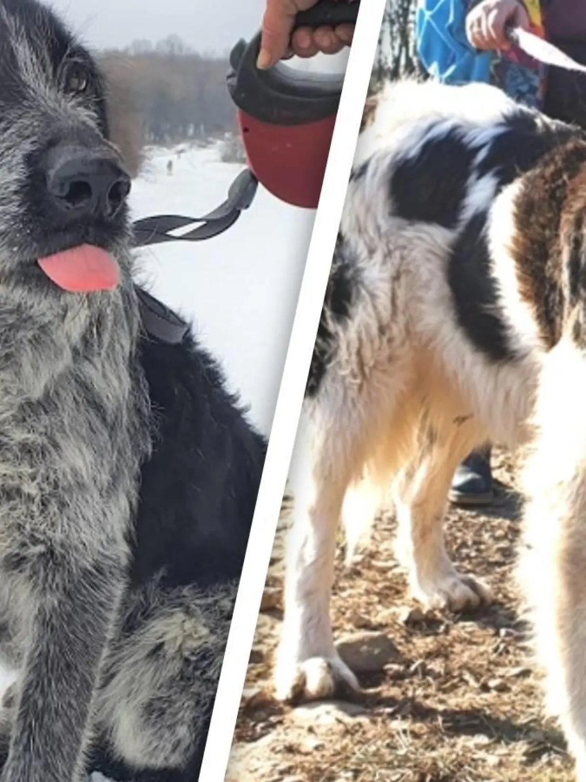 Die Hunde Lotte und Maya im Tierheim in Rumänien