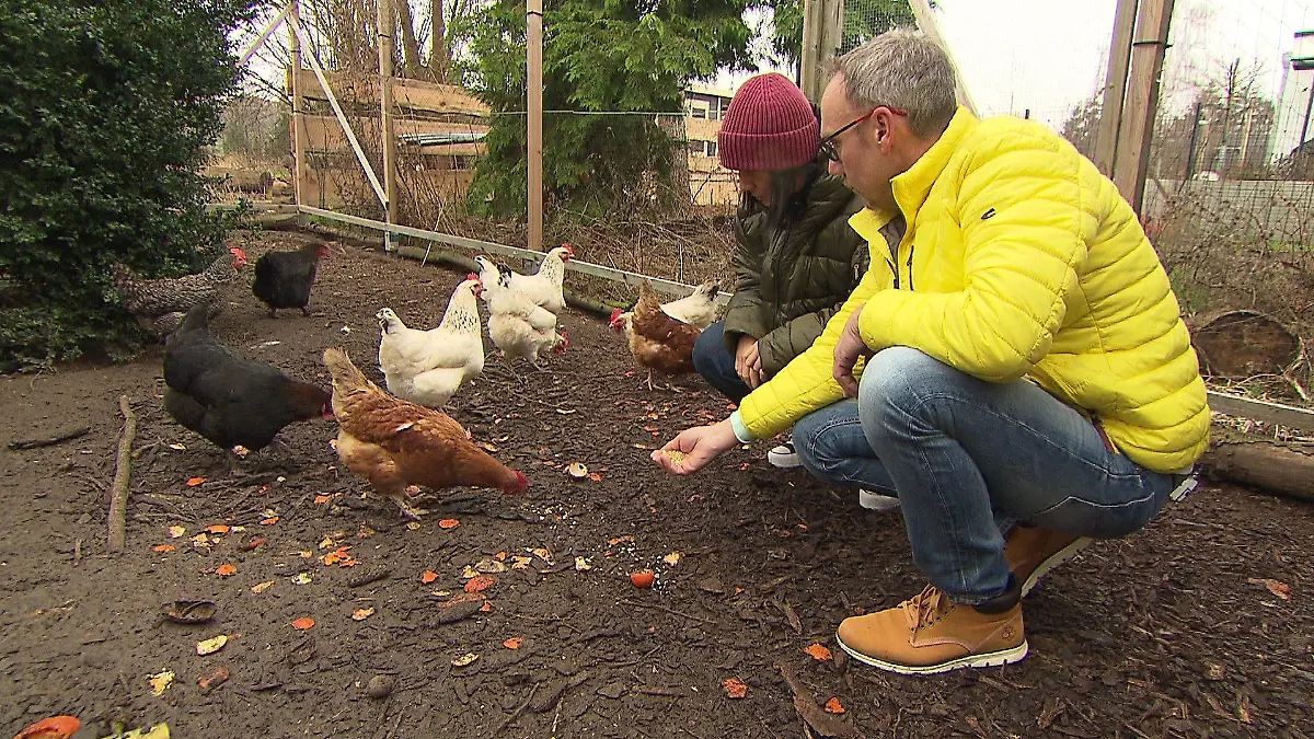 Vater und Tochter füttern Hühner
