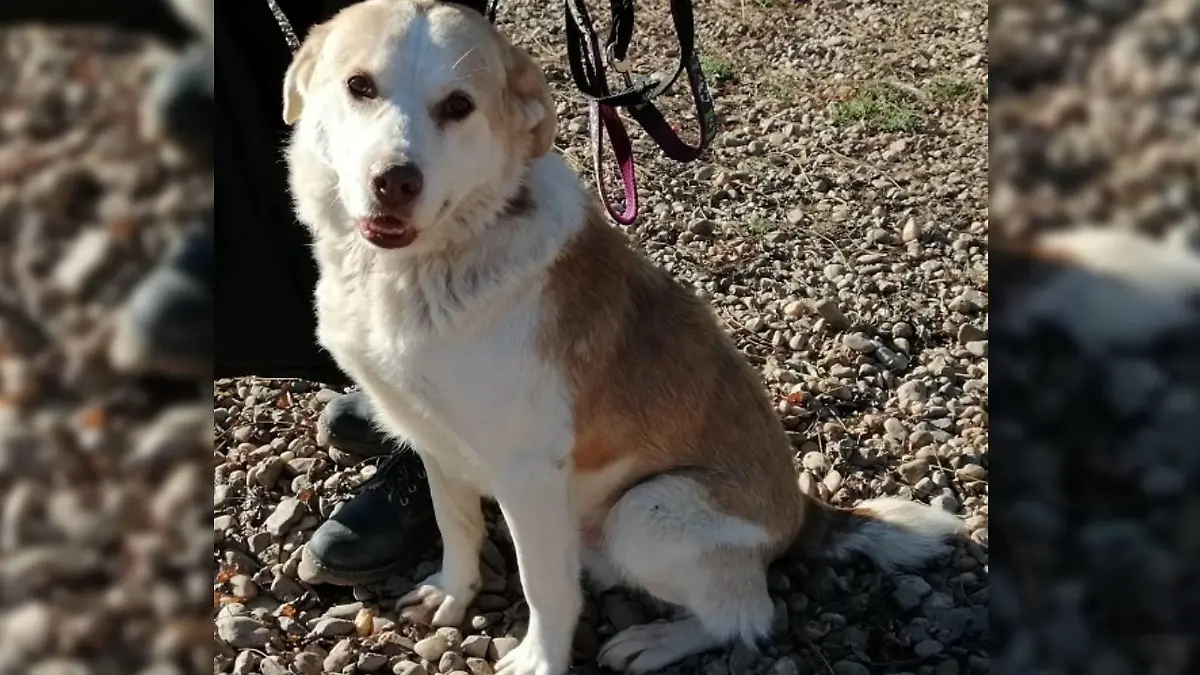 Hund Mikki