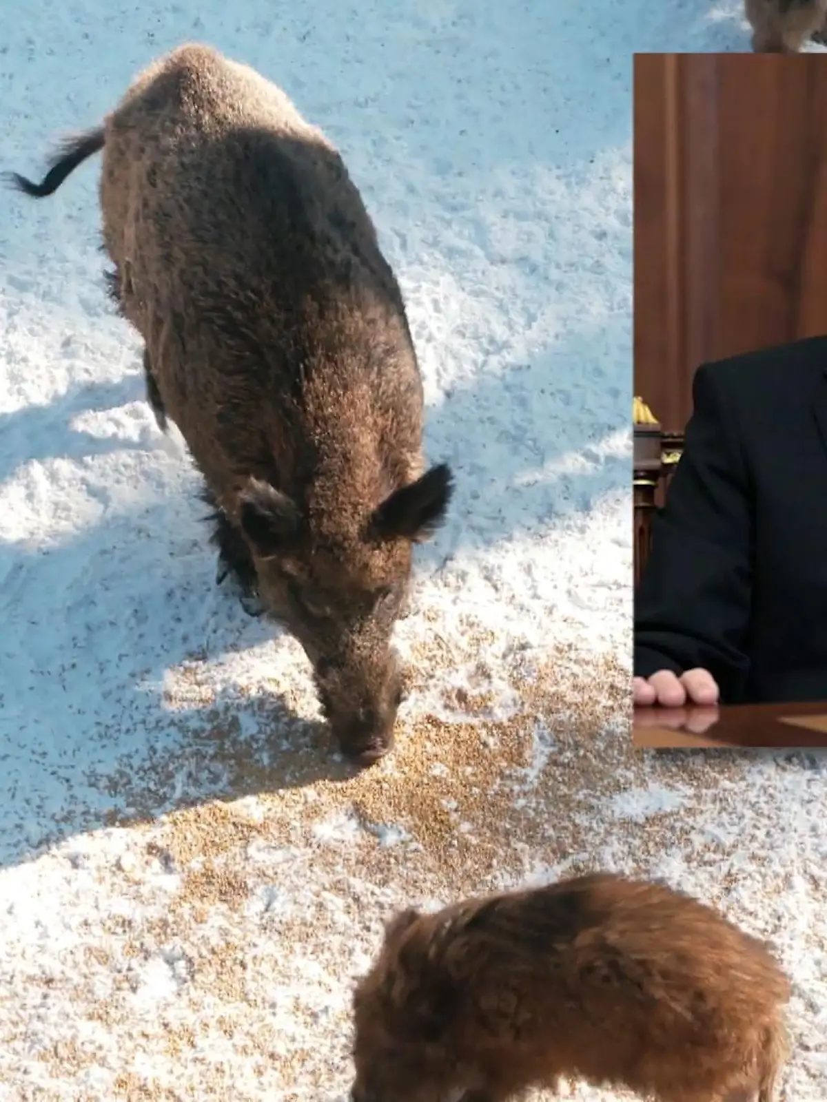 Jetzt geht es noch einmal kurz um Putin. Aber nicht um den Politiker, sondern um Putin, DAS SCHWEIN! Es gibt tatsächlich ein Wildschwein im Wildpark Mehlmeisel, das genauso heißt. Aber das passt dem Besitzer in der aktuellen Situation jetzt so gaaaar nicht mehr - deshalb braucht Schwein einen neuen Namen. Übrigens hat der vierbeinige Putin Eigenschaften, den man bei dem russischen Präsidenten durchaus vermisst.