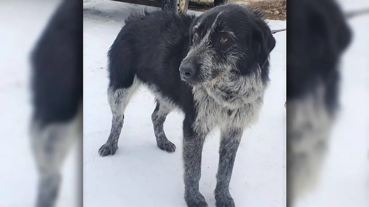 Hündin Lotte im Schnee