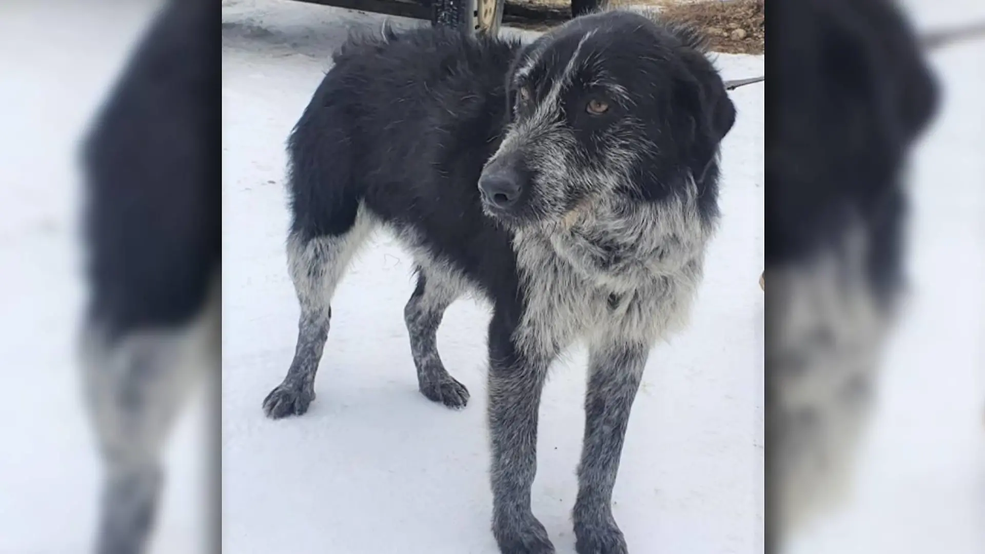 Hündin Lotte im Schnee