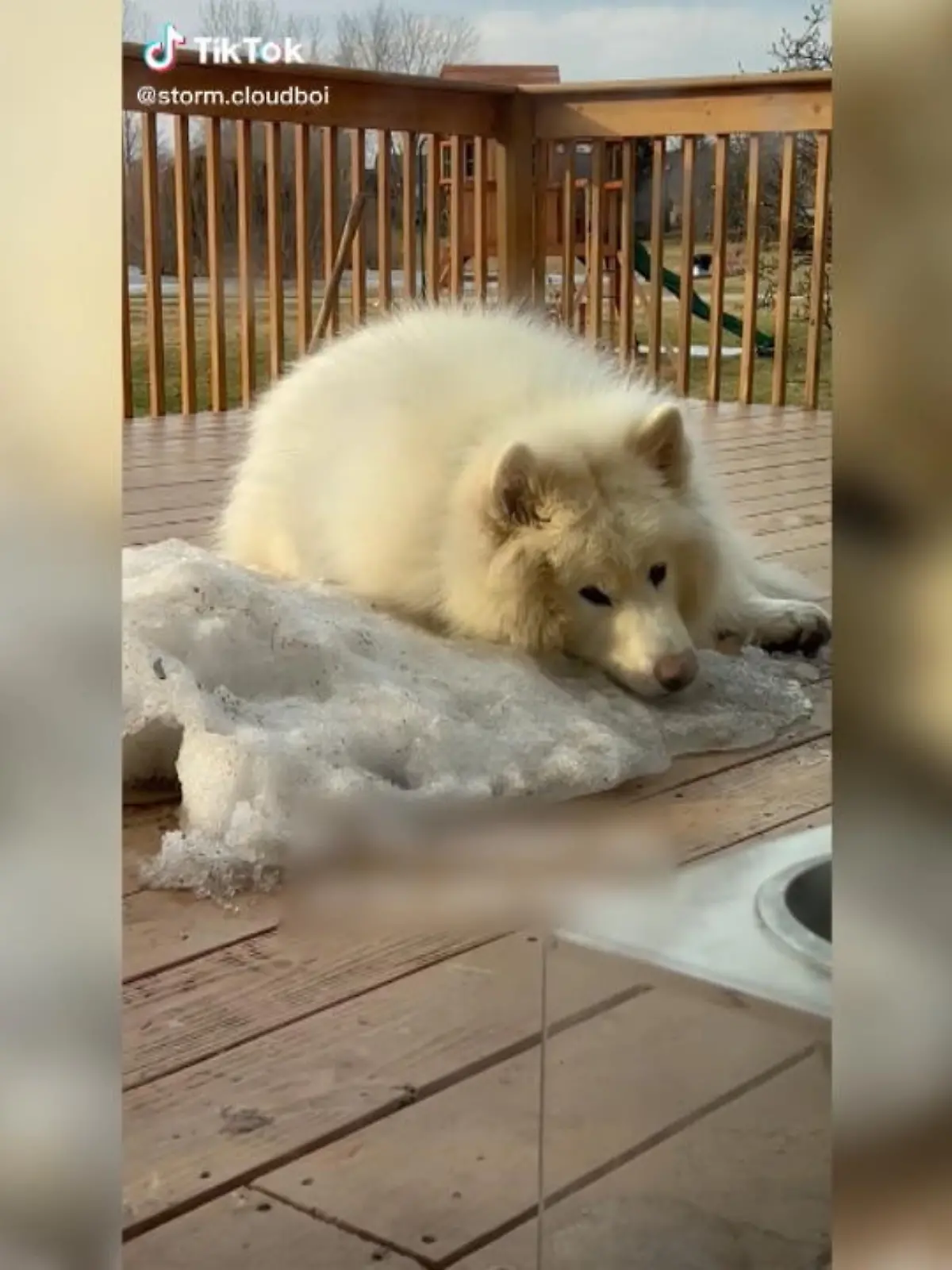 Gott, ist der süß! Schlittenhund Storm weiß ganz genau, dass der Frühling vor der Tür steht – und der letzte Schnee schmilzt. Der Vierbeiner kostet die letzten Momente voll aus und lässt das weiße Zeug nicht mehr aus den Augen – damit lässt Storm definitiv unsere Herzen schmelzen.