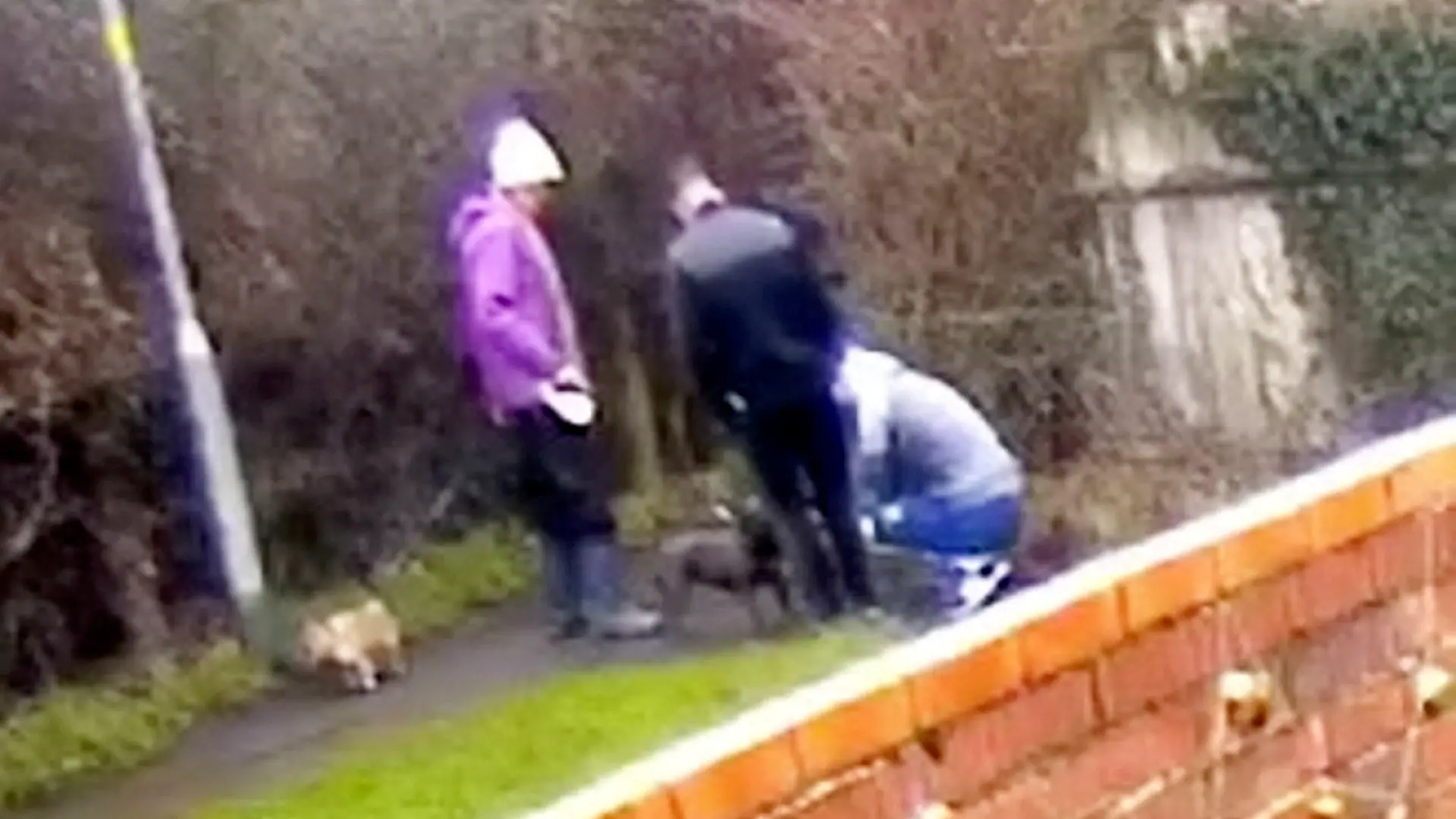 SONDERKONDITIONEN: Satzpreis!
Video footage captured from a garden captures the sinister moment two men lie in wait for a woman walking her dog, before snatching the french bulldog from her. See SWNS story SWMDdog. Caroline Busby was walking her french bulldog, Luna, when two men took the dog from her and ran. CCTV footage shows the men hiding around the corner as Ms Busby walked her dog through an alleyway. When she came out, they knelt down and pretended to stroke Luna but were actually unhooking the lead from her collar so that they could take her. / action press