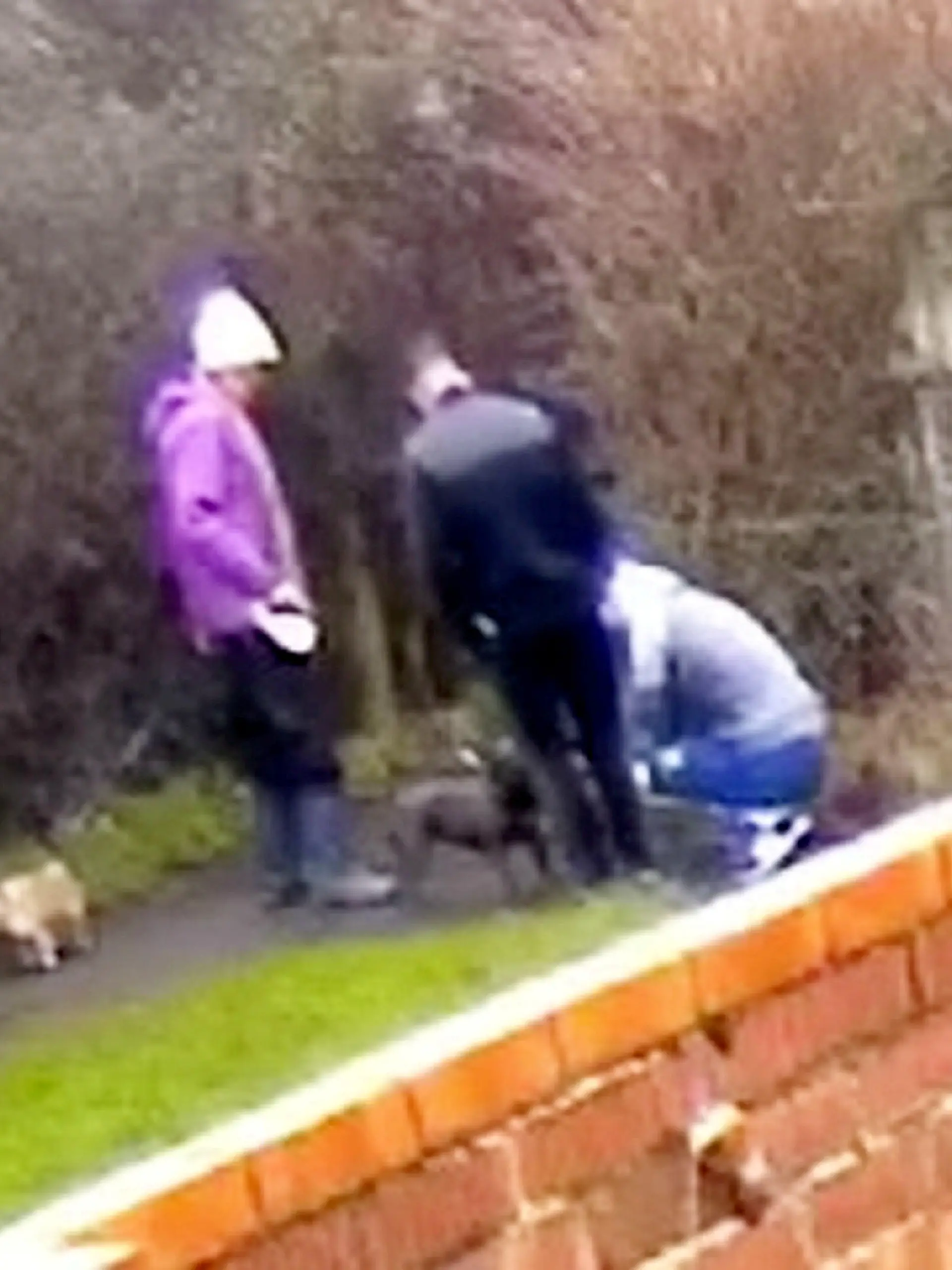 SONDERKONDITIONEN: Satzpreis!
Video footage captured from a garden captures the sinister moment two men lie in wait for a woman walking her dog, before snatching the french bulldog from her.  See SWNS story SWMDdog.  Caroline Busby was walking her french bulldog, Luna, when two men took the dog from her and ran.  CCTV footage shows the men hiding around the corner as Ms Busby walked her dog through an alleyway.  When she came out, they knelt down and pretended to stroke Luna but were actually unhooking the lead from her collar so that they could take her.  / action press