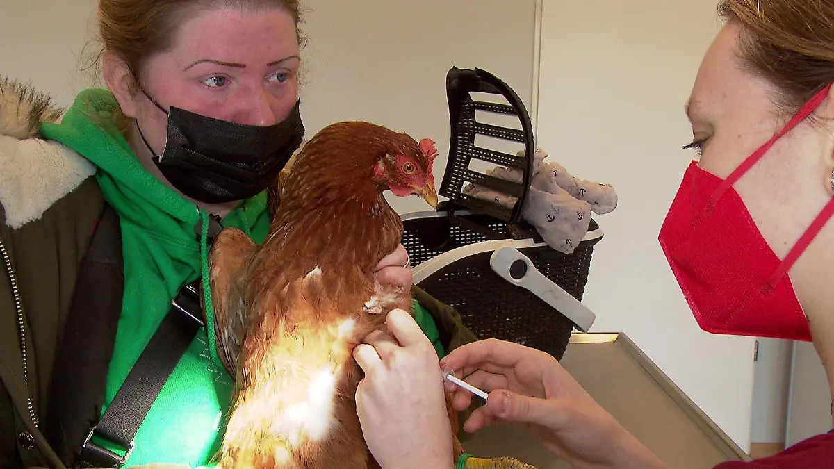 Corny bekommt von der Tierärztin Antibiotikum gespritzt.
