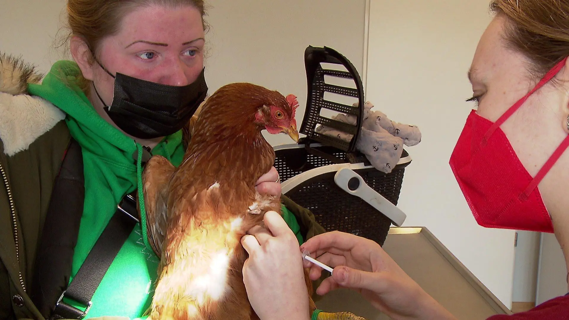 Corny bekommt von der Tierärztin Antibiotikum gespritzt.