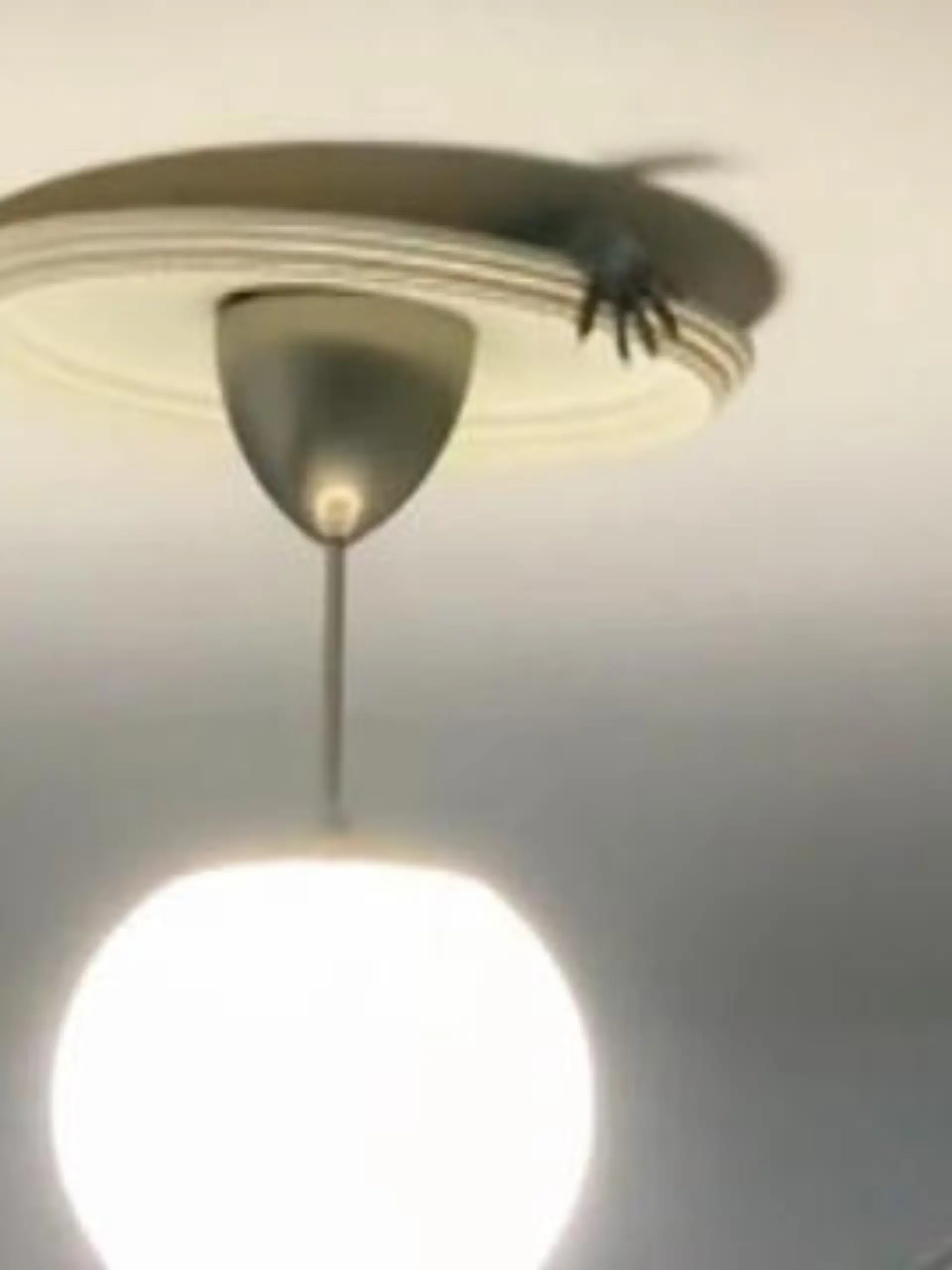 Was für ein Monster kommt denn da durch die Decke? In New York wurde eine WG von einer Kreatur heimgesucht, mit der die vier Bewohner niemals gerechnet hatten. Ein Waschbär versuchte durch die Deckenlampe zu klettern!