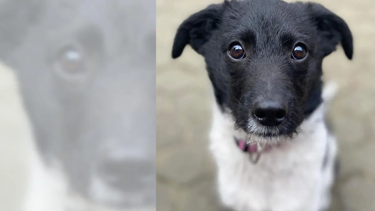 Balkon-Welpe Yoda wurde gerade erst adoptiert. Jetzt sitzt er wieder im Tierheim Bergheim.