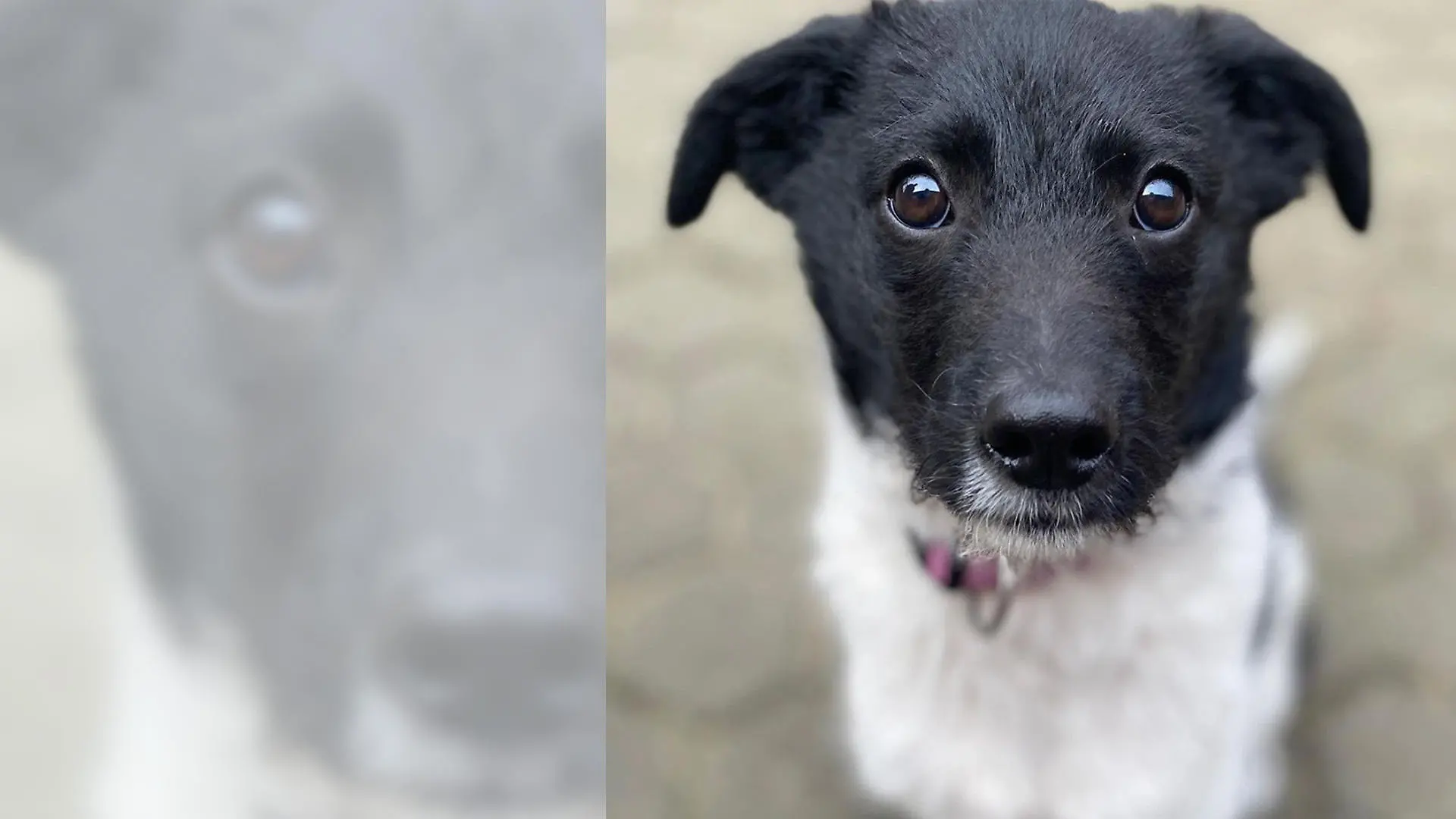 Balkon-Welpe Yoda wurde gerade erst adoptiert. Jetzt sitzt er wieder im Tierheim Bergheim.