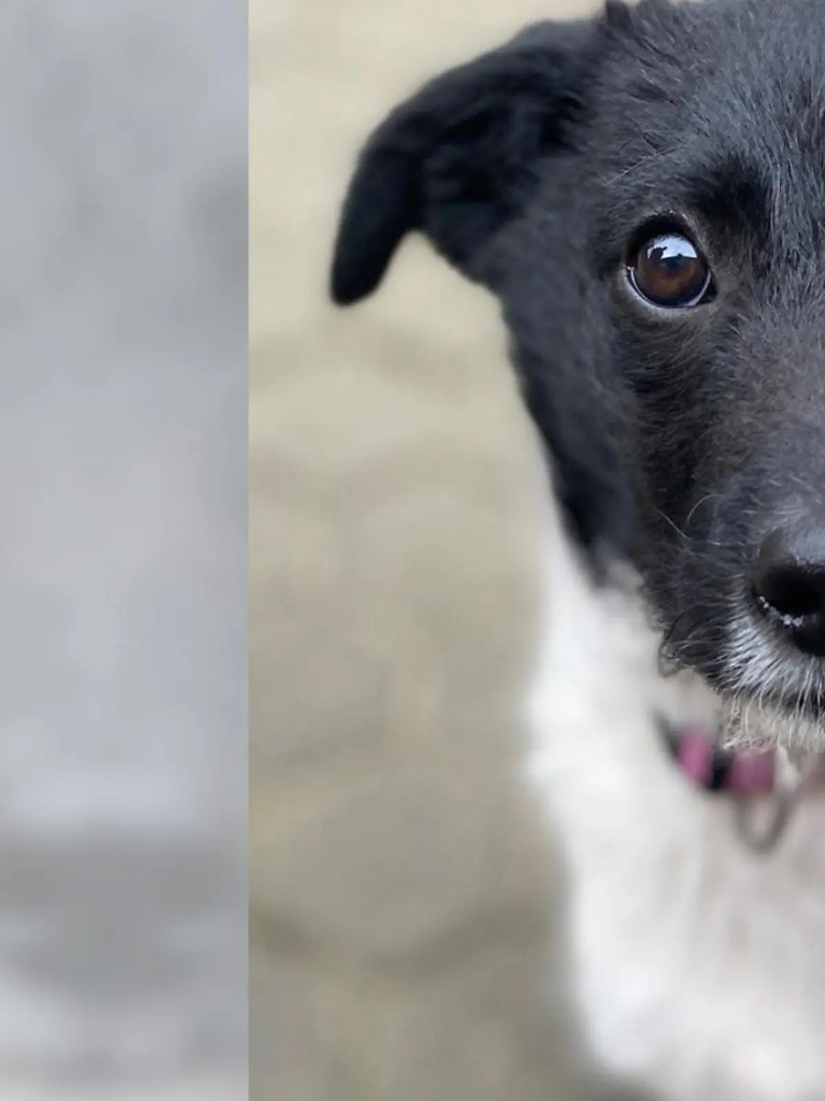 Balkon-Welpe Yoda wurde gerade erst adoptiert. Jetzt sitzt er wieder im Tierheim Bergheim.