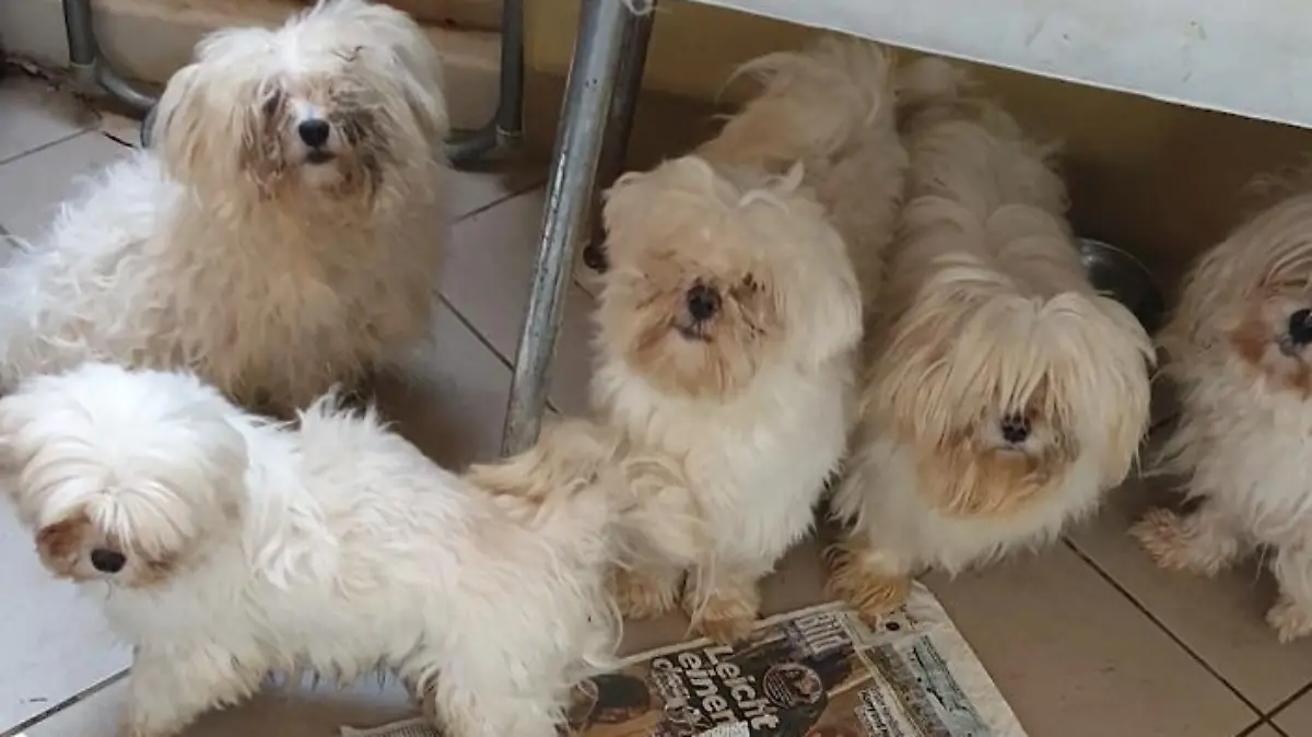 Mehrere weiße Hunde schauen in die Kamera