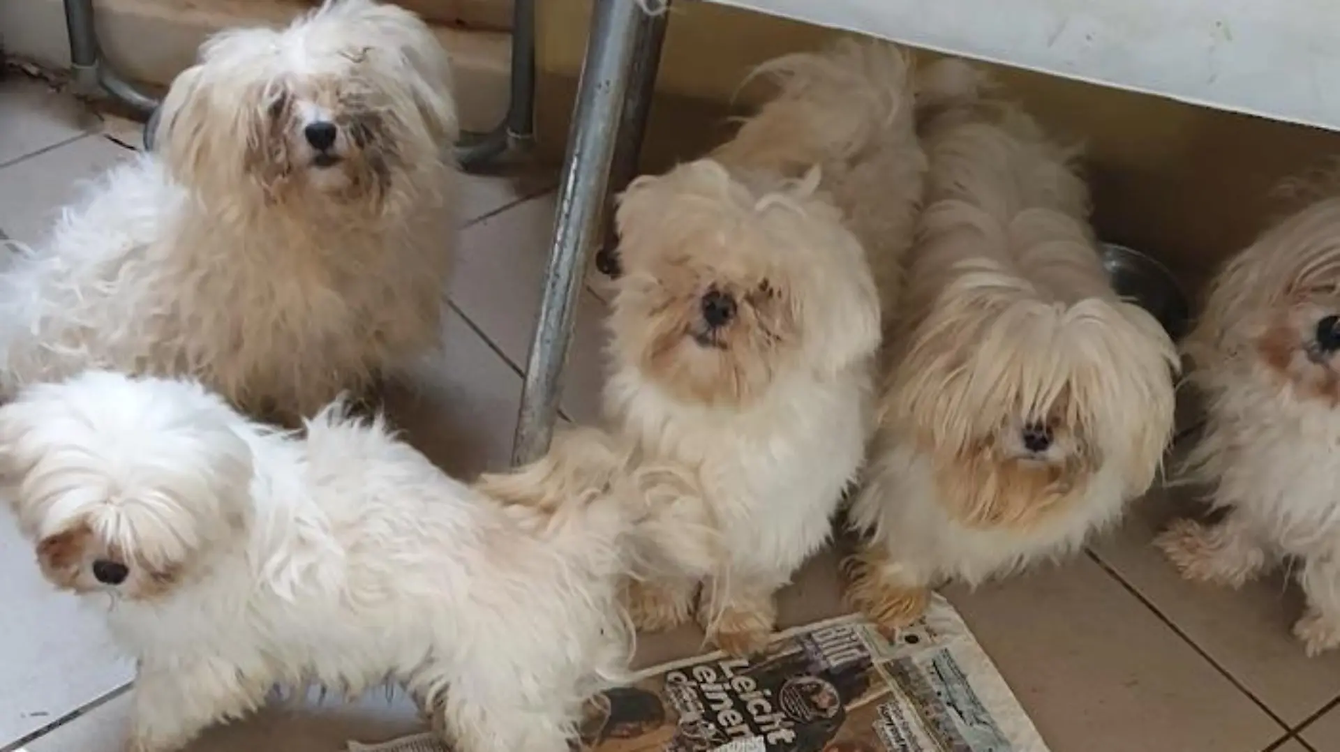 Mehrere weiße Hunde schauen in die Kamera