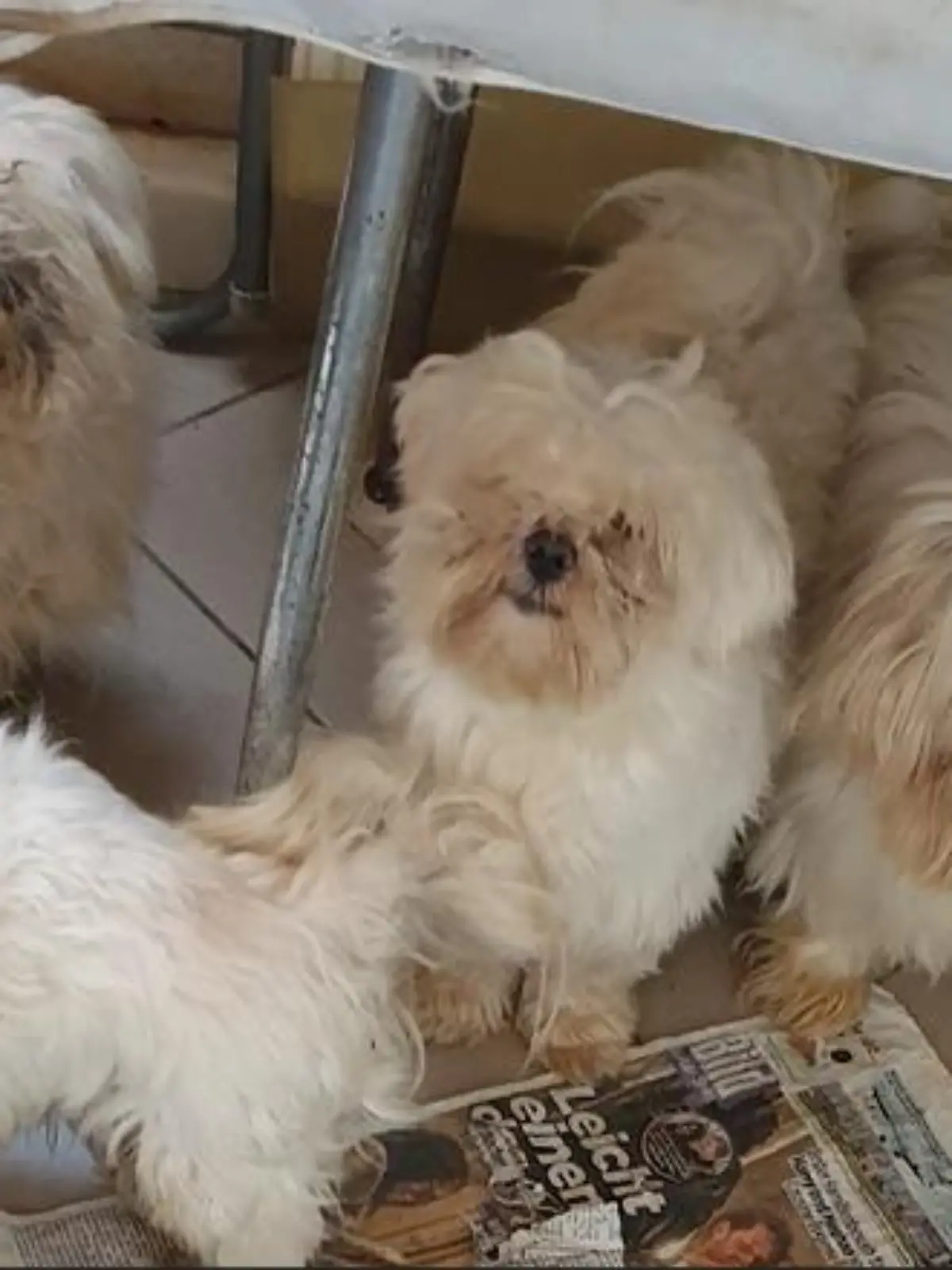 Mehrere weiße Hunde schauen in die Kamera