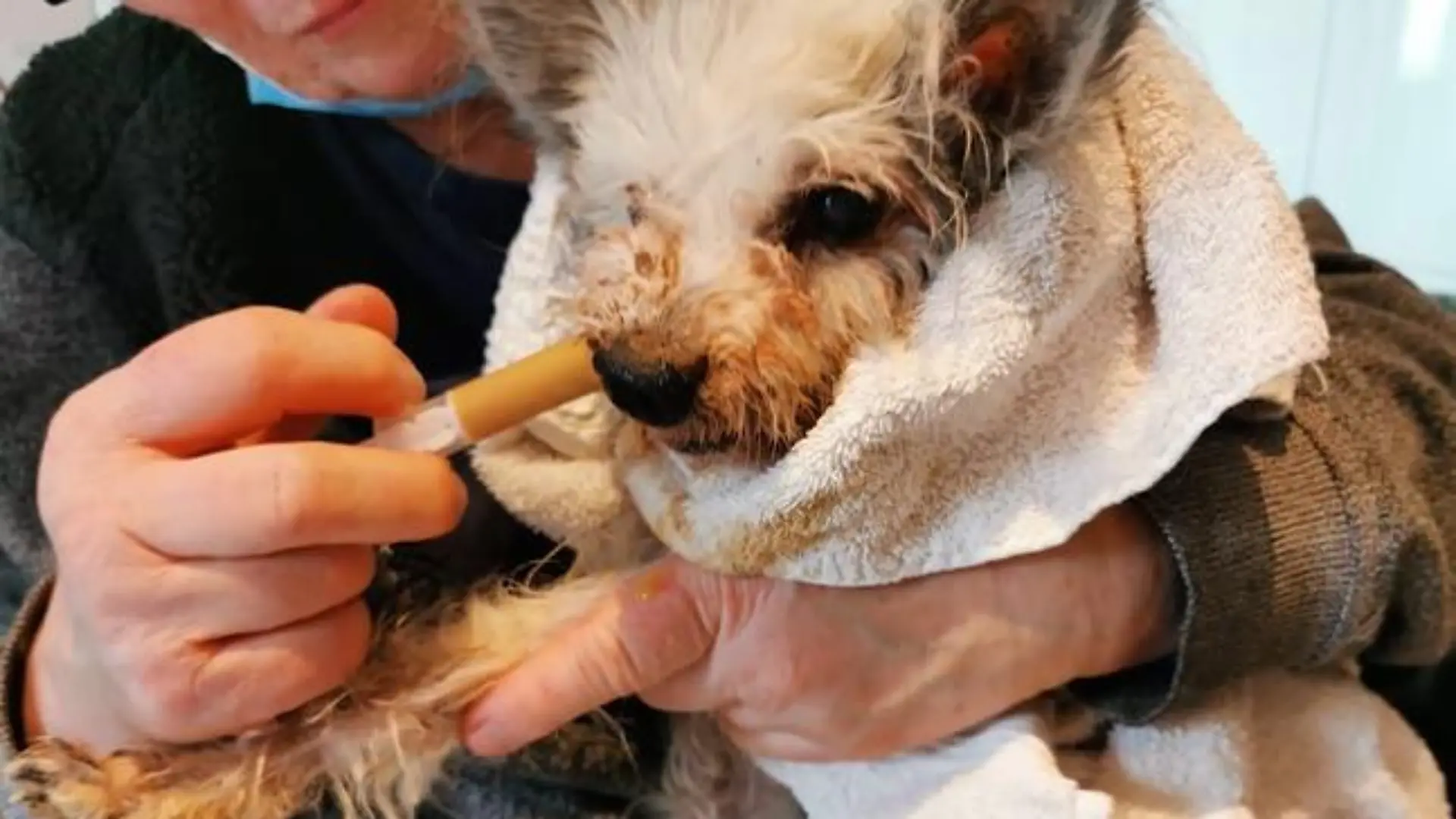Ein verwahrloster Hund, der aufgepäppelt wird.