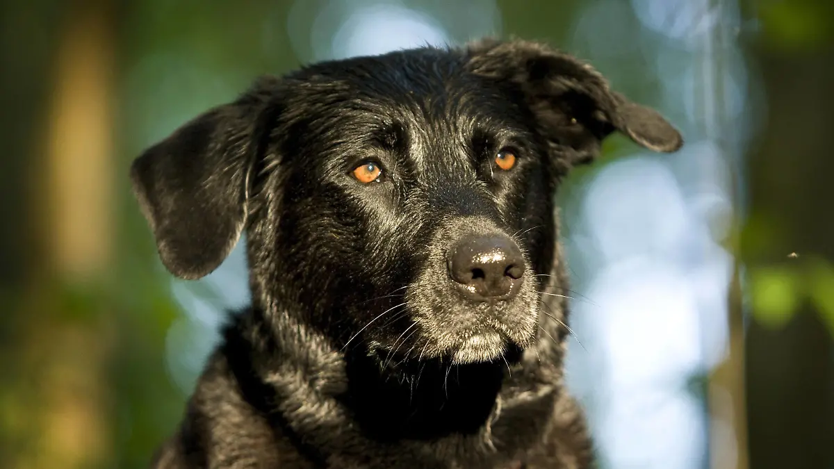 Schwarzer Rottweiler-Mischling, Portrait, Deutschland, Europa ibxsks03112148.jpg
Schwarzer Rottweiler Mixed Portrait Germany Europe ibxsks03112148 JPG
