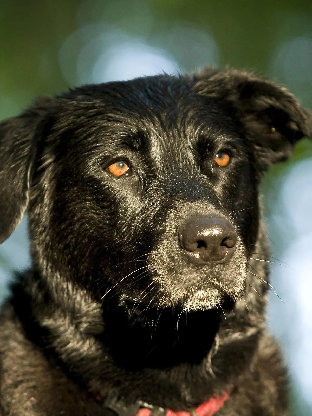 Schwarzer Rottweiler-Mischling, Portrait, Deutschland, Europa ibxsks03112148.jpg

Schwarzer Rottweiler Mixed Portrait Germany Europe ibxsks03112148 JPG