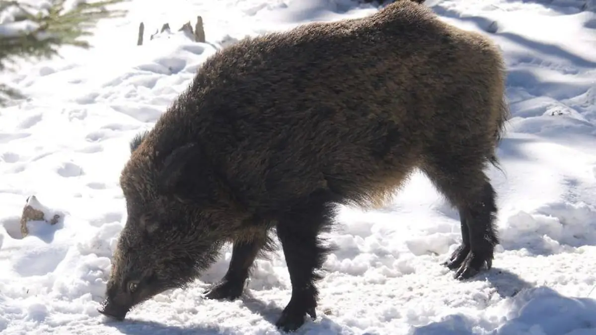 Wegen des Kriegs in der Ukraine: Wildschwein Putin soll nicht mehr heißen wie der russische Präsident.