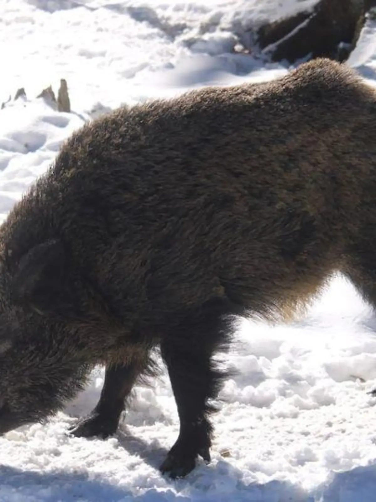 Wegen des Kriegs in der Ukraine: Wildschwein Putin soll nicht mehr heißen wie der russische Präsident.