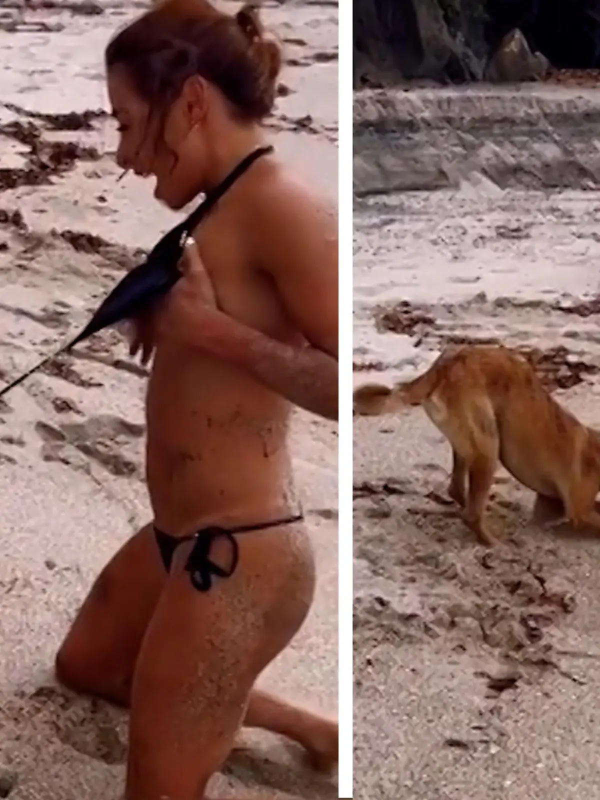 Influencerin Daniela Hanao ist an einem Strand in Südamerika vor malerischer Kulisse unterwegs, als plötzlich eine streunende Hündin vorbeikommt und versucht, ihr das Bikini-Oberteil vom Leib zu reißen. Die Aufnahme zeigen wir im Video!