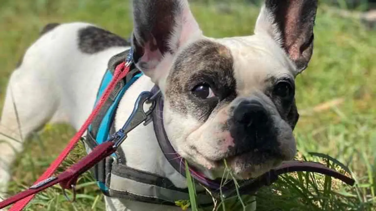 Französische Bulldogge Tipsy mit Dackelblick
