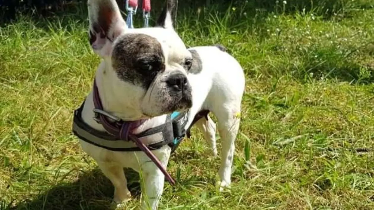 Französische Bulldogge Tipsy auf der Wiese