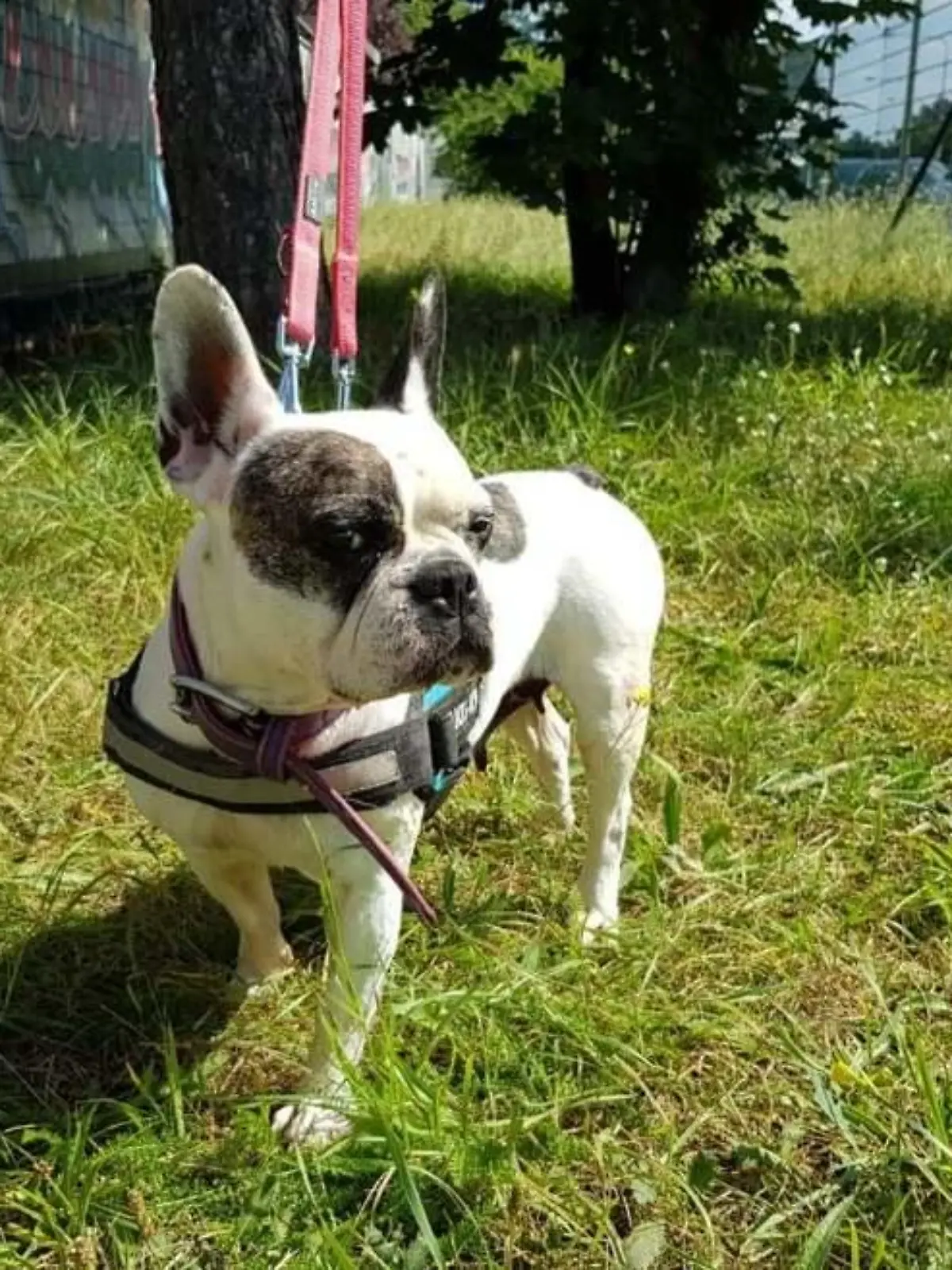 Französische Bulldogge Tipsy auf der Wiese