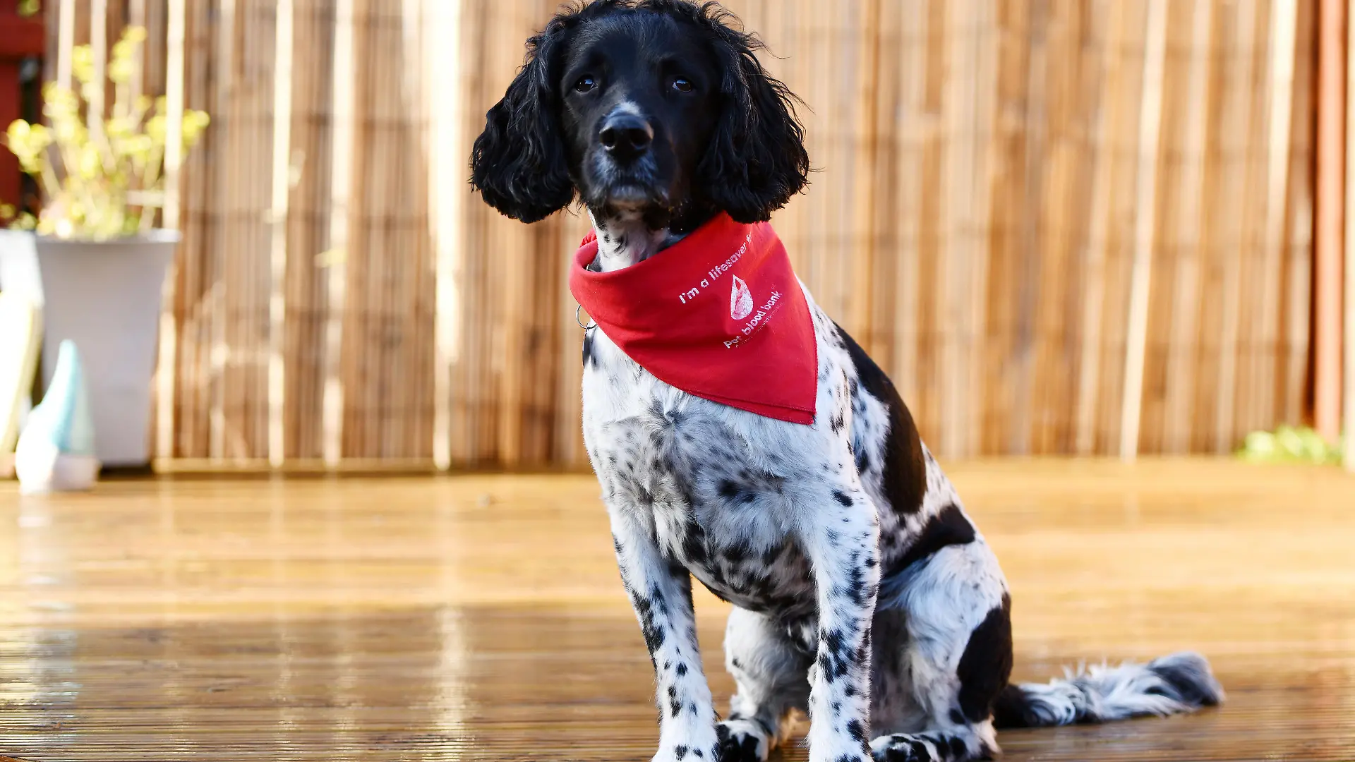 SONDERKONDITIONEN: Satzpreis!
Give Blood: Blutspendehund Arnie geht in Pension -- Arnie, a Springer Spaniel who has just retired as a blood donor after donating 21 pints of blood to the Pet Blood Bank. See SWNS story SWSCblood. A hero spaniel who has donated 21 pints of blood is retiring - after helping to save the lives of more than 80 other dogs. English springer spaniel Arnie, aged nine, started donating blood to Pet Blood Bank in 2015, but has stopped making contributions after reaching the age limit for donors. Canine lifesavers must be aged between one and eight, over 25kg, fit and healthy, and not been abroad recently. Arnie started donating after owner Rachel McFarlane, 36, read an appeal for more blood donors to help save dogs. / action press