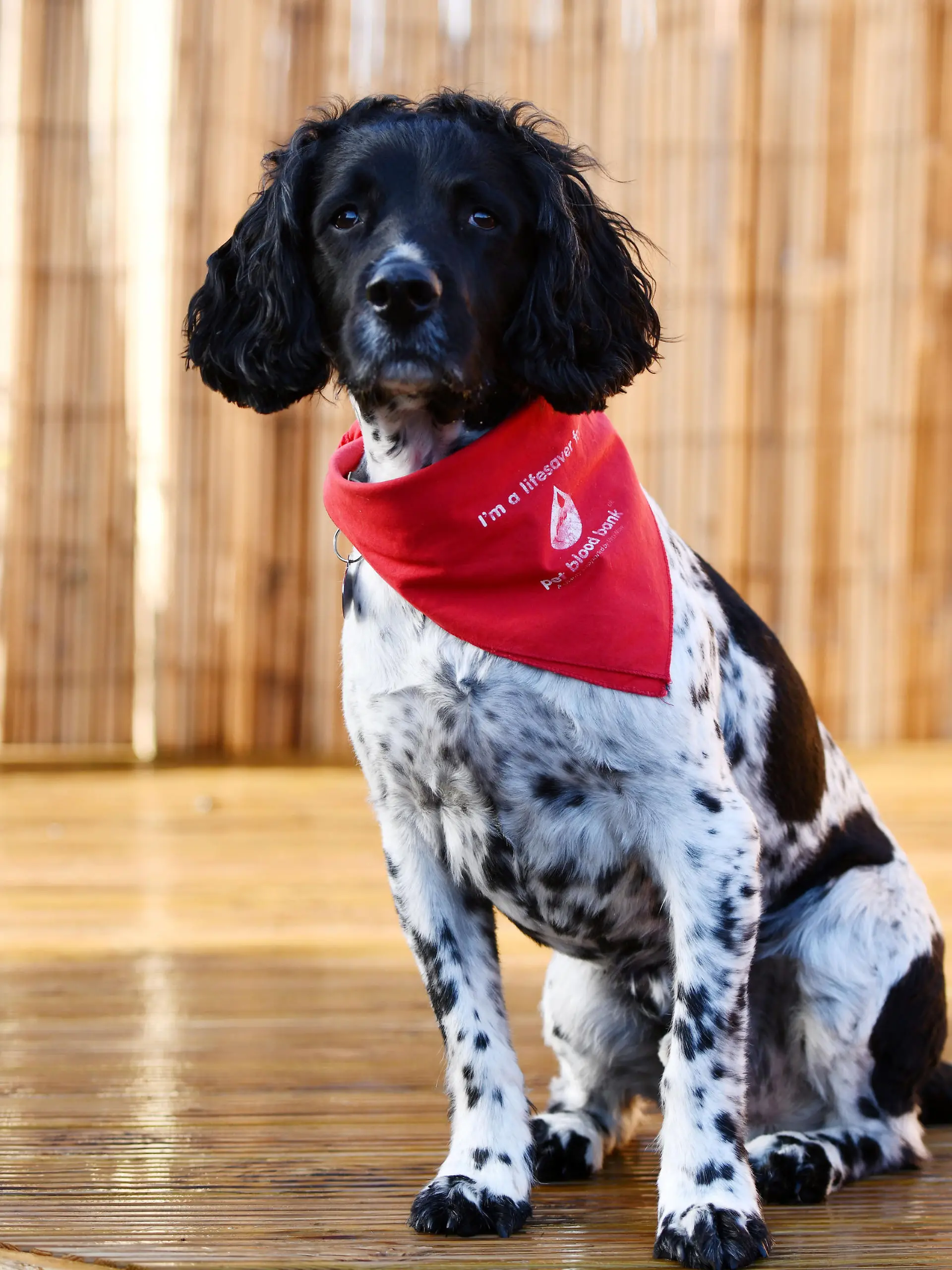 SONDERKONDITIONEN: Satzpreis!
Give Blood: Blutspendehund Arnie geht in Pension  --   Arnie, a Springer Spaniel who has just retired as a blood donor after donating 21 pints of blood to the Pet Blood Bank. See SWNS story SWSCblood. A hero spaniel who has donated 21 pints of blood is retiring - after helping to save the lives of more than 80 other dogs. English springer spaniel Arnie, aged nine, started donating blood to Pet Blood Bank in 2015, but has stopped making contributions after reaching the age limit for donors. Canine lifesavers must be aged between one and eight, over 25kg, fit and healthy, and not been abroad recently. Arnie started donating after owner Rachel McFarlane, 36, read an appeal for more blood donors to help save dogs.  / action press