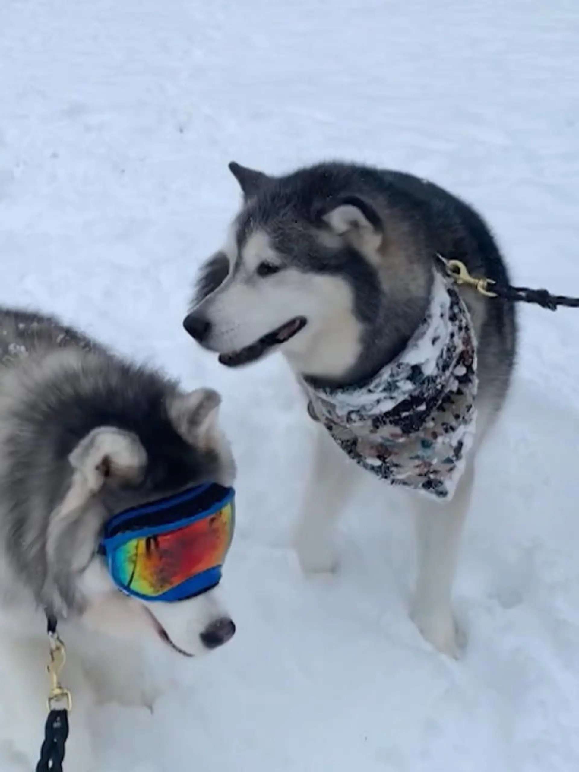 Der blinde Husky Sterling bekommt durch seinen sehenden Husky Kumpel Walker neuen Lebensmut.