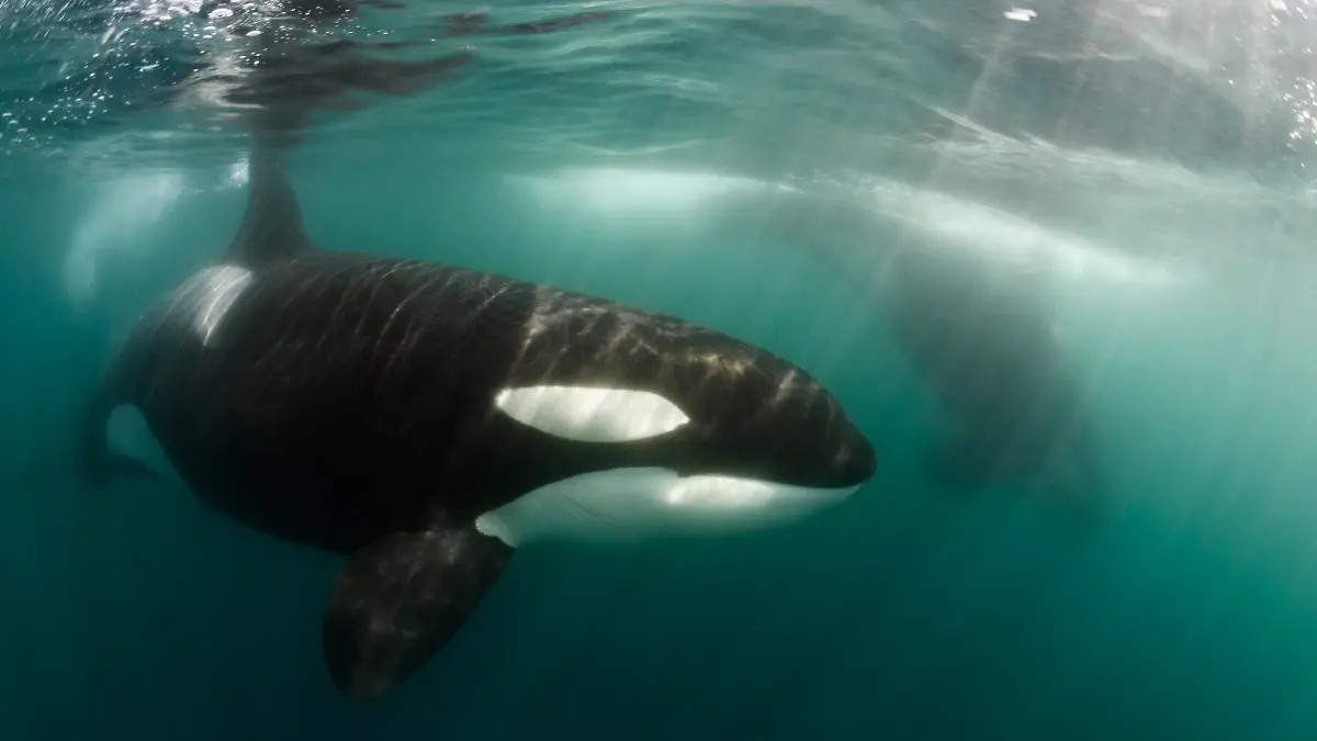 Picture Shows: Orca (Orcinus orca) underwater. Also called Killer Whale. Transient. California, USA, Pacific Ocean.