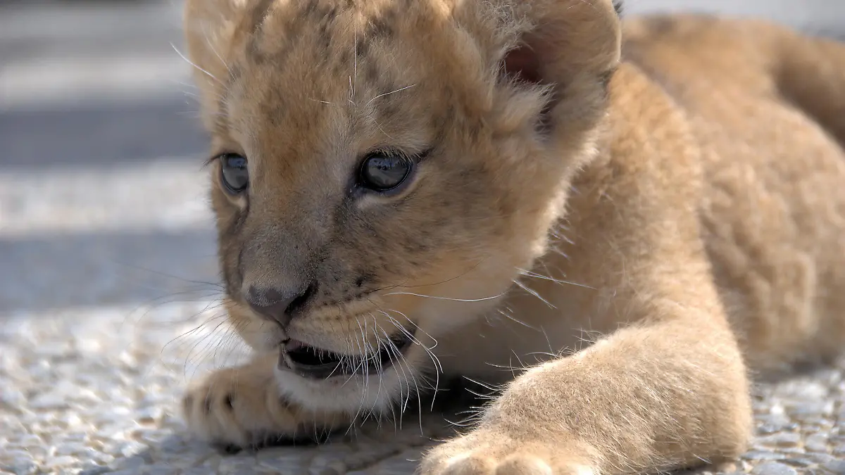 Lion cub (panthera leo) lying down focusing on a prey